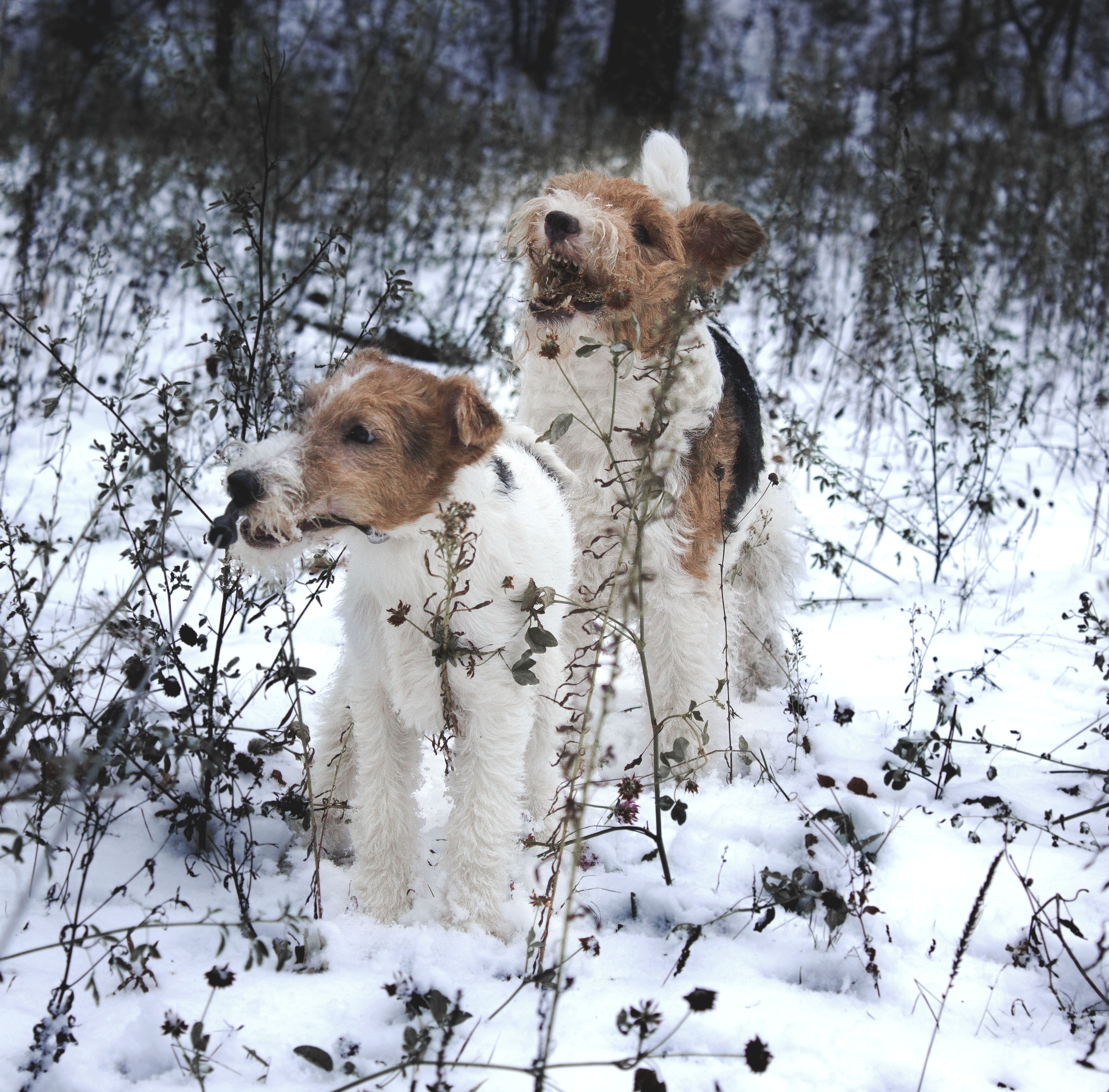 Животные. Обо всём