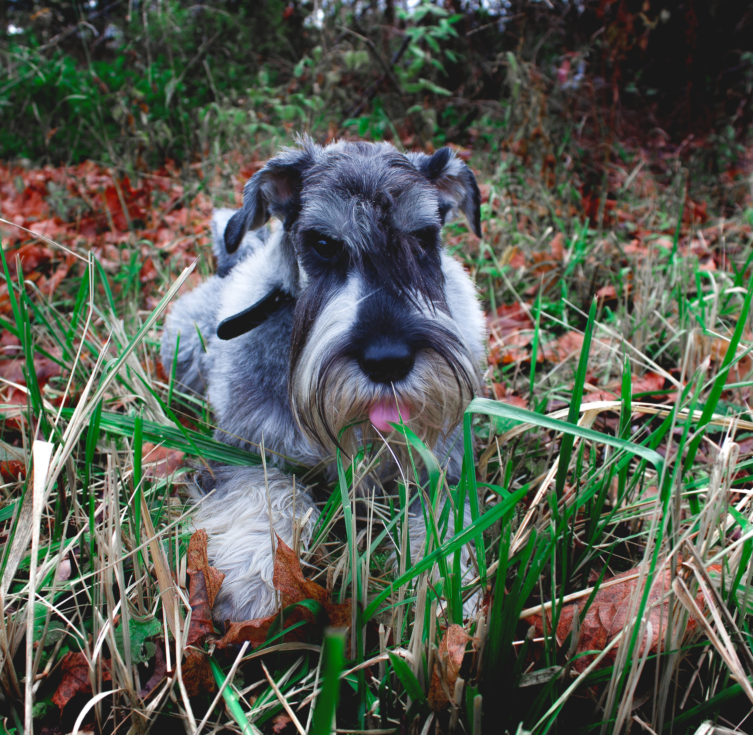 Животные. Обо всём