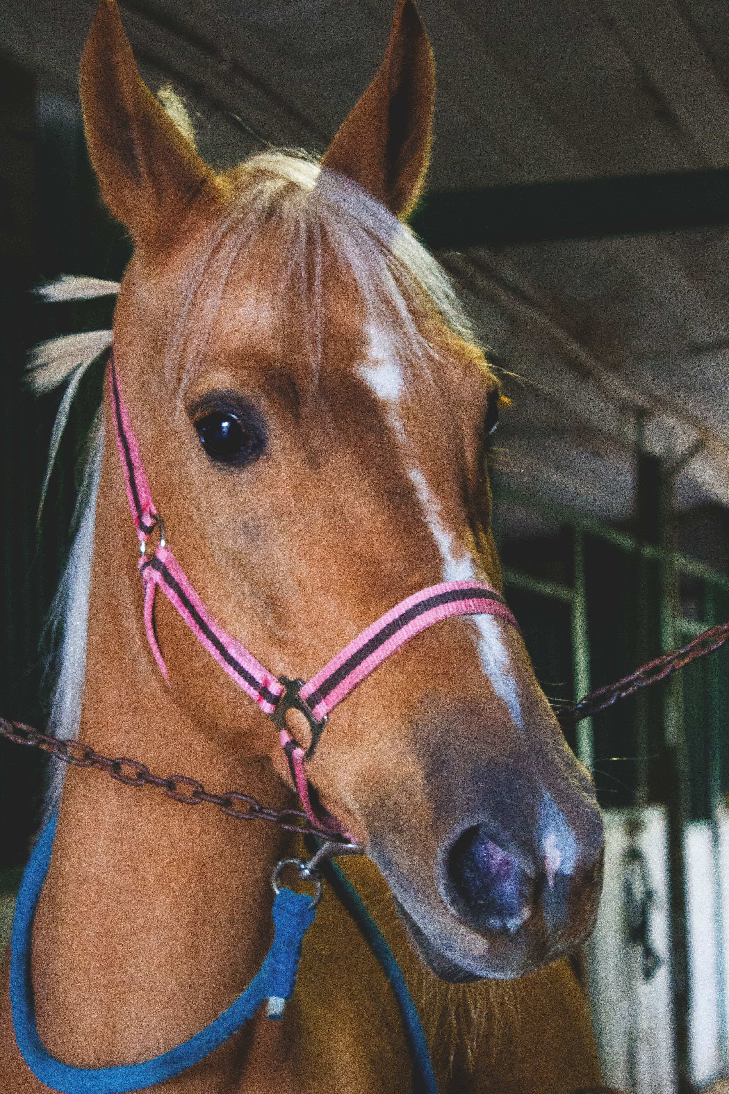 Животные. Обо всём