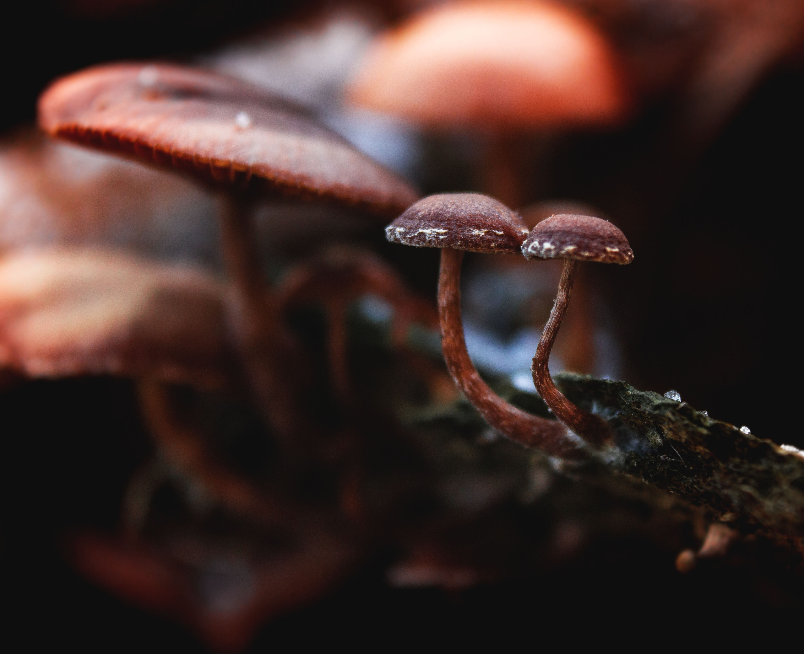 Природное. Обо всём