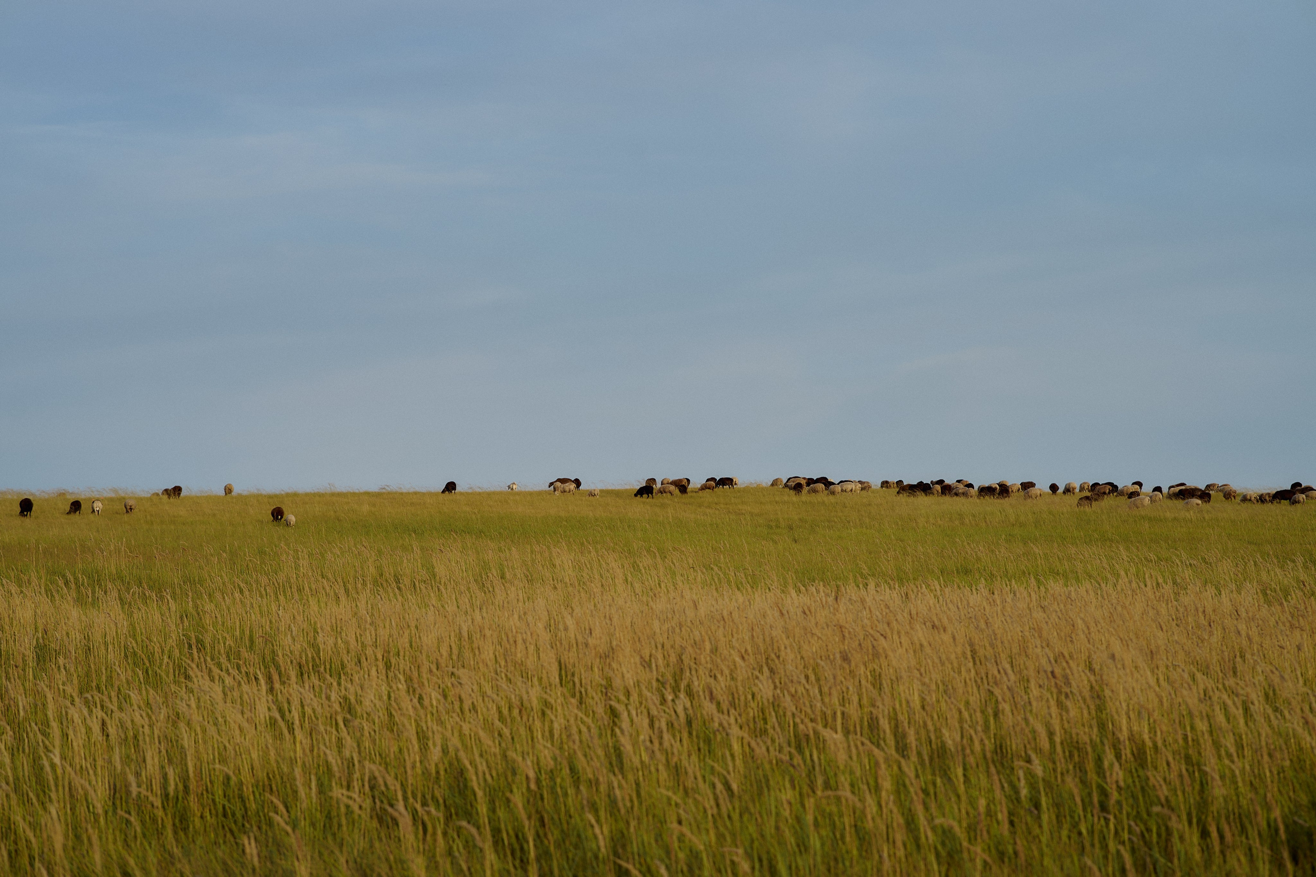 Шамиль, Аня и Марс в поле с барашками. Семейный и свадебный lifestyle-фотограф в Москве Мария Петрова