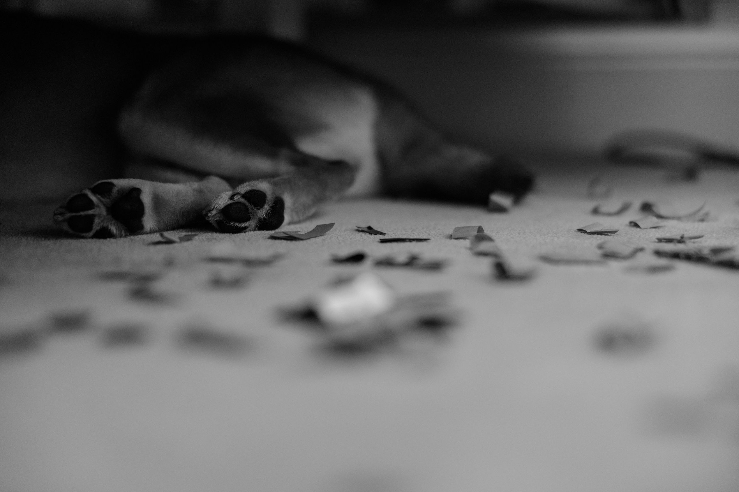 Вероника и Денис. Свадебный фотограф в Санкт-Петербурге Екатерина Евсеева