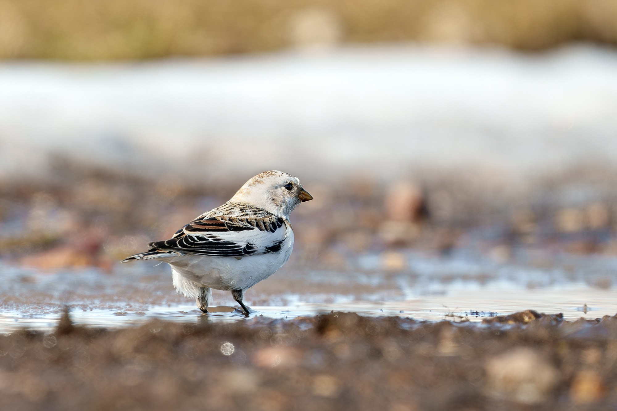 Удивительные мир птиц. Вокруг нас столько прекрасного — присмотритесь!. Ваш личный фотограф Марина Волкова