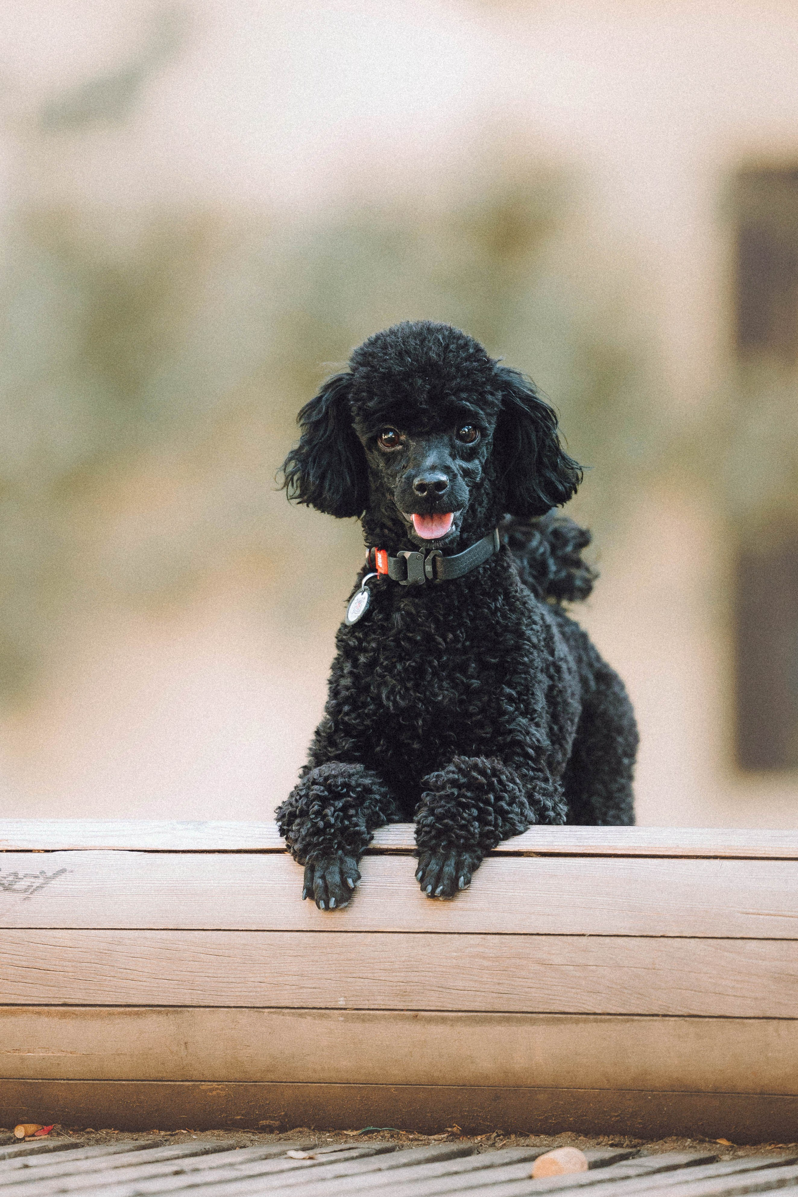 Игнат, Даша и Бэтти