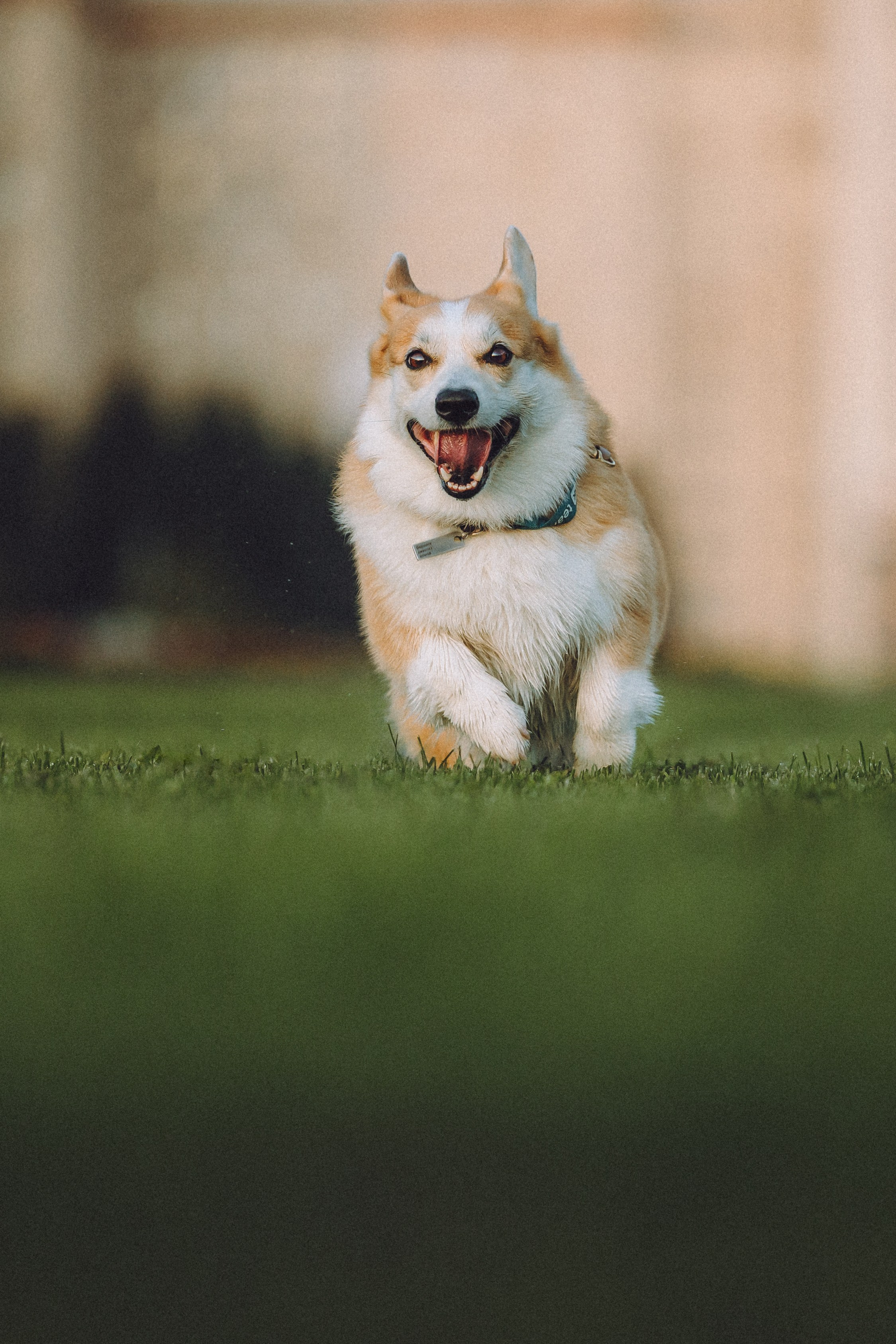 Пуговка и ее семья