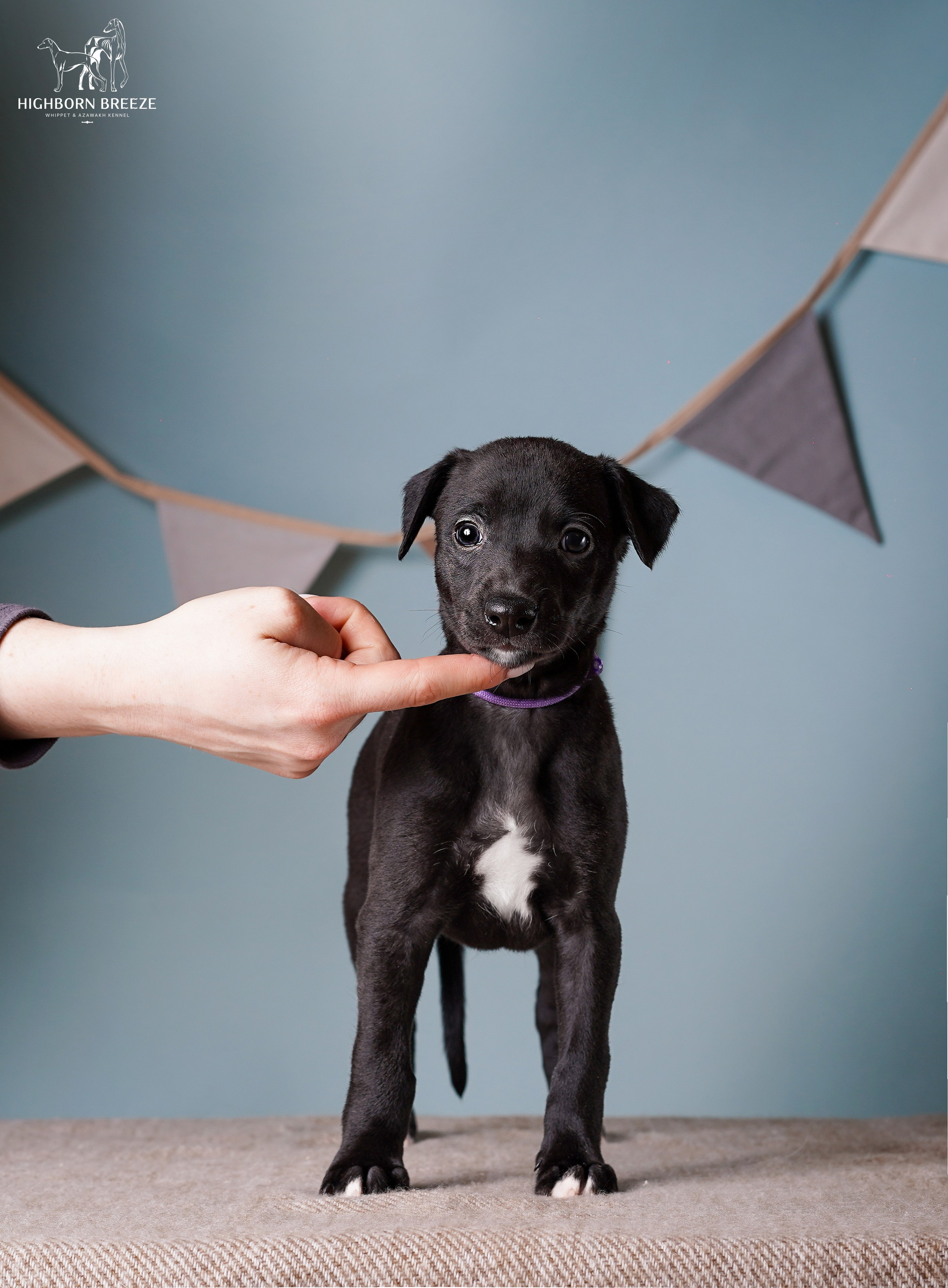 Щенки уиппета. Фотограф-анималист в Санкт-Петербурге Яна Мартынова