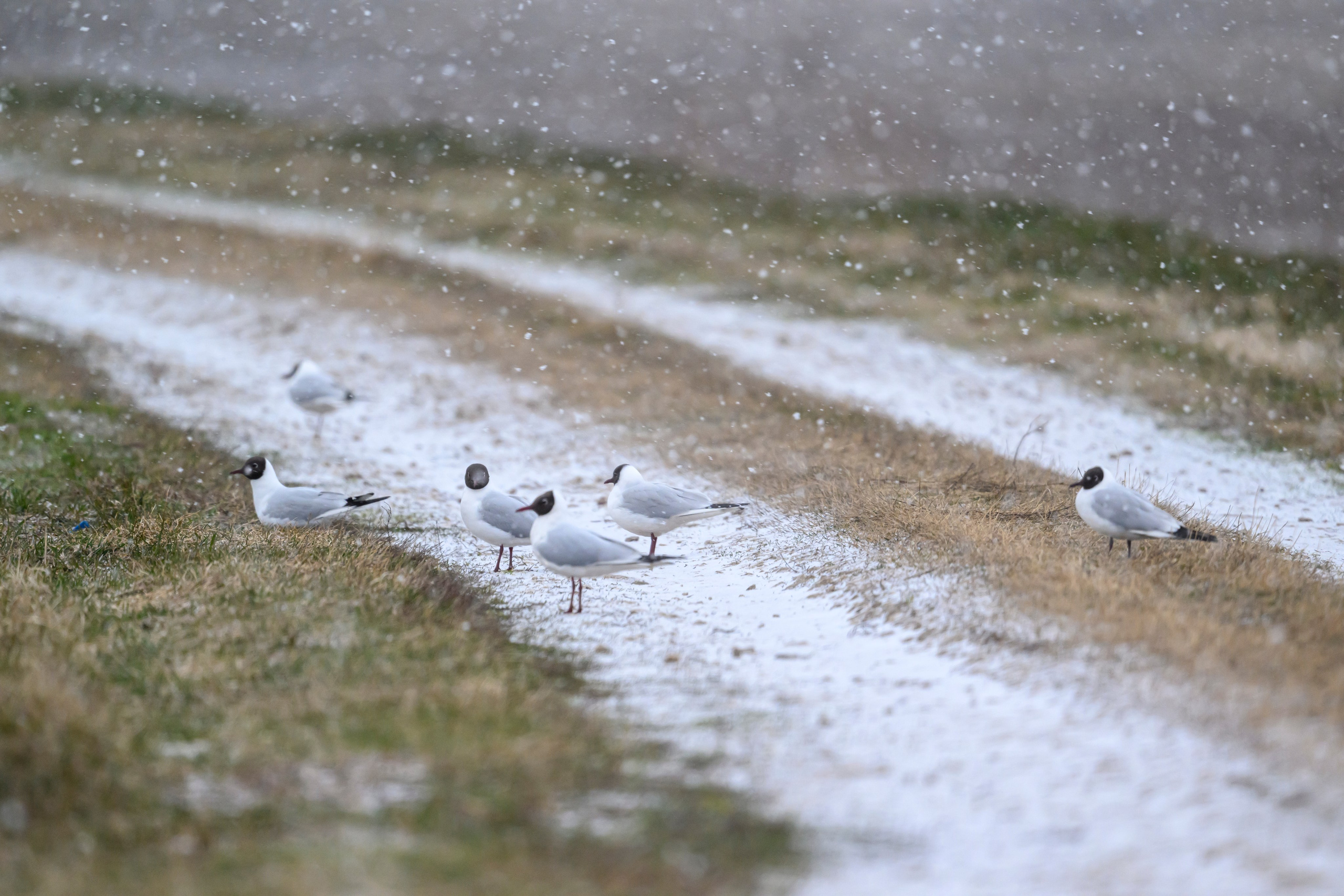 Метель. Фотограф Сергей Пупонин