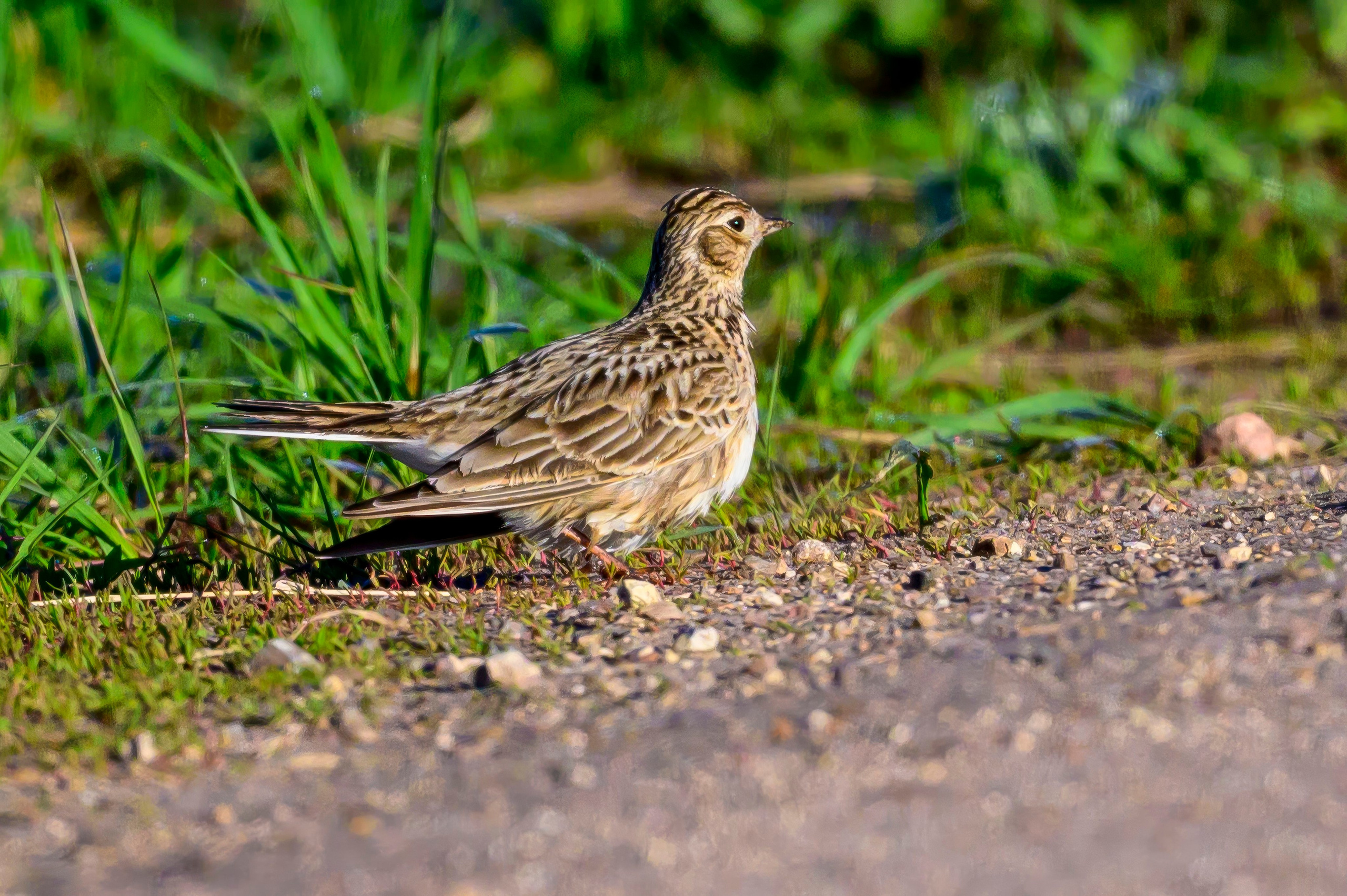 Варакушка. Фотограф Сергей Пупонин