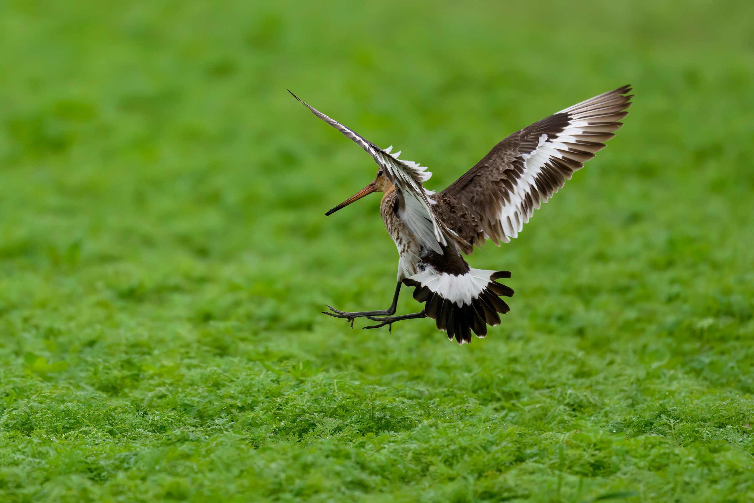 Веретенник. Фотограф Сергей Пупонин