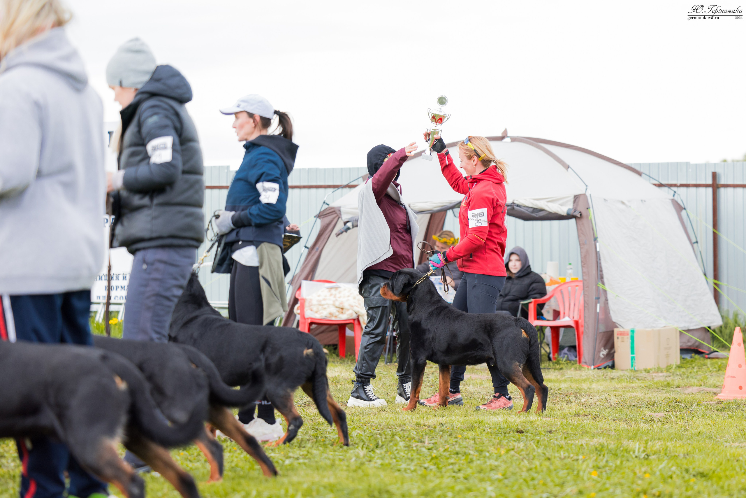 Нижний Новгород 11-12.05.2024 моно ротвейлеров. Фотограф-анималист Юлия Германика