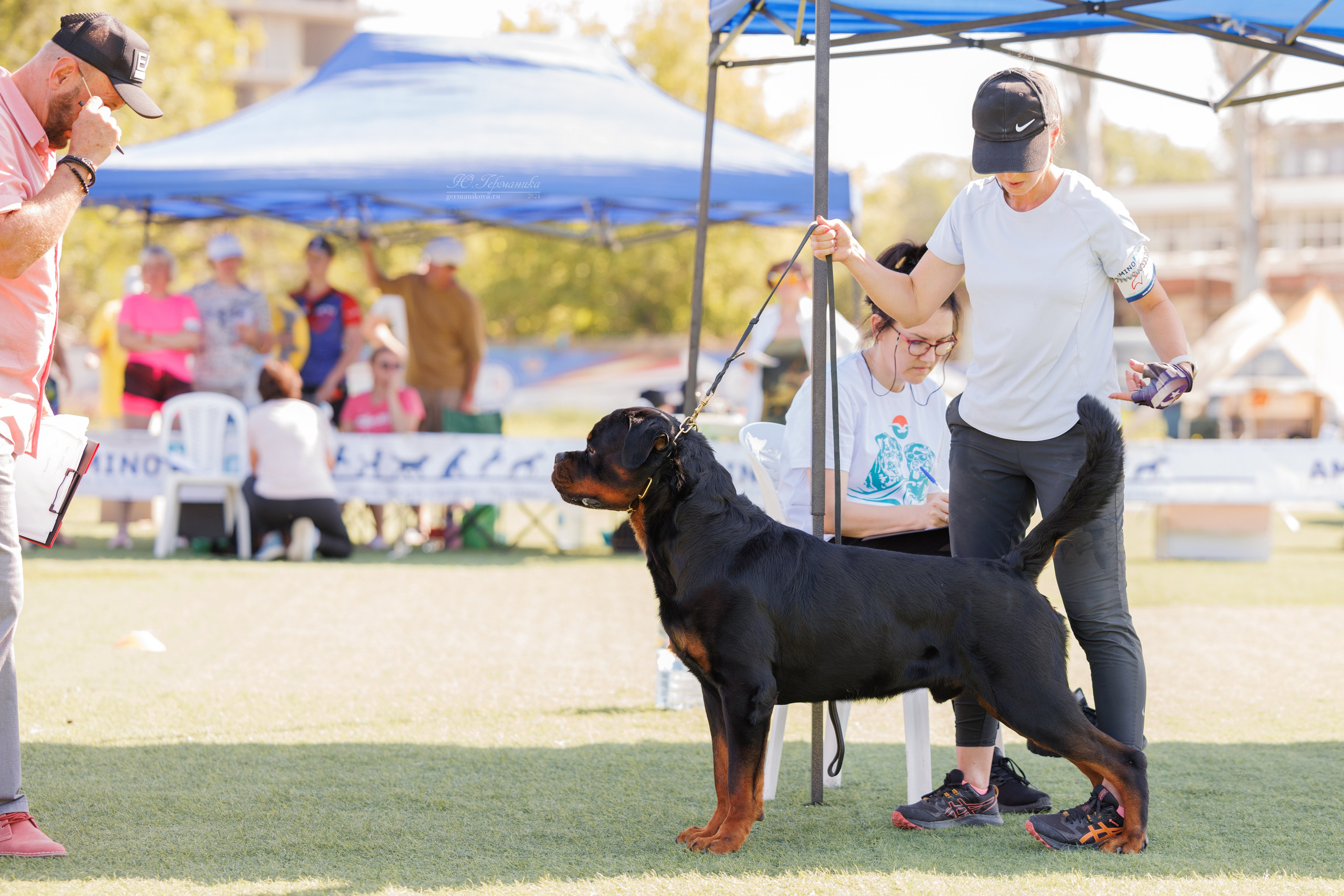 Анапа ротвейлеры 14-15.09.2024. Фотограф-анималист Юлия Германика
