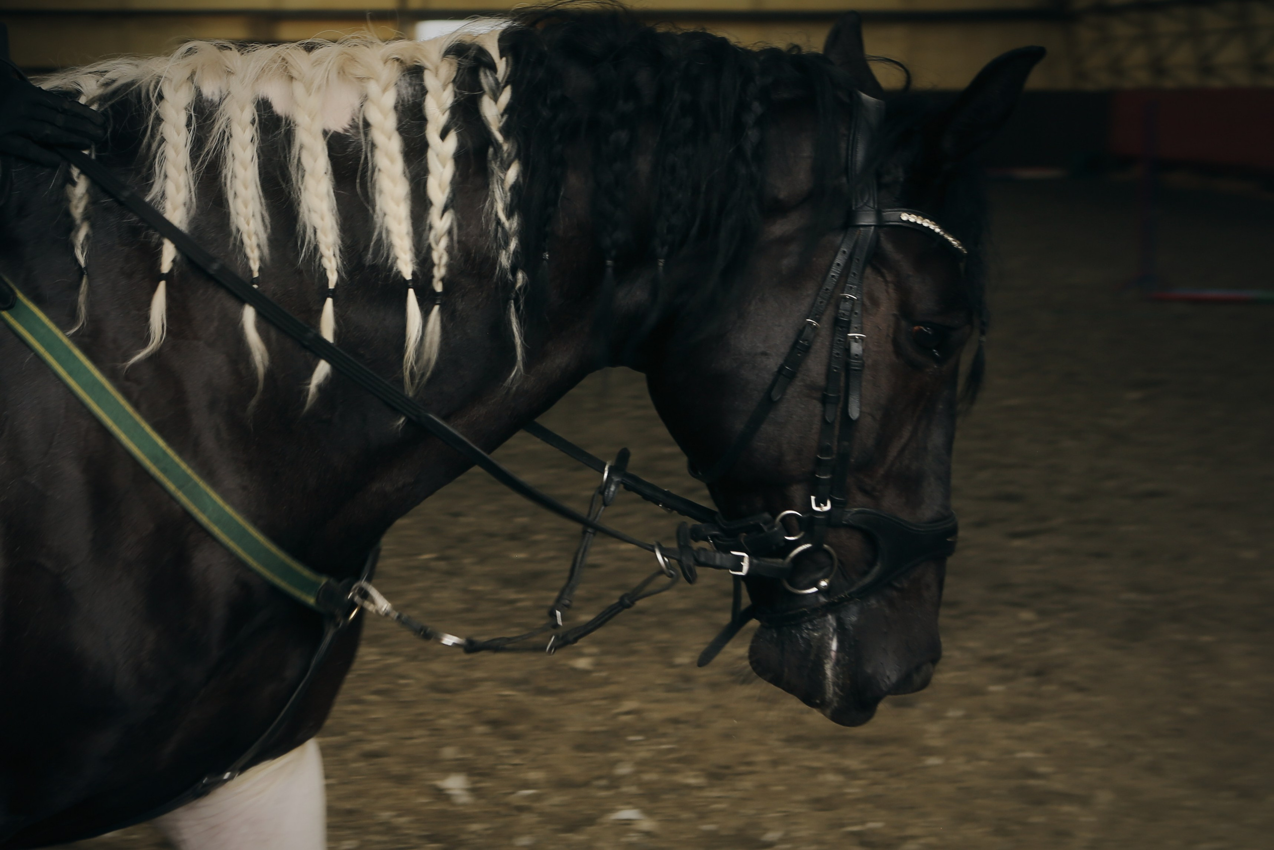 In a horse club NIMB. Фотограф Антонина Гудкова