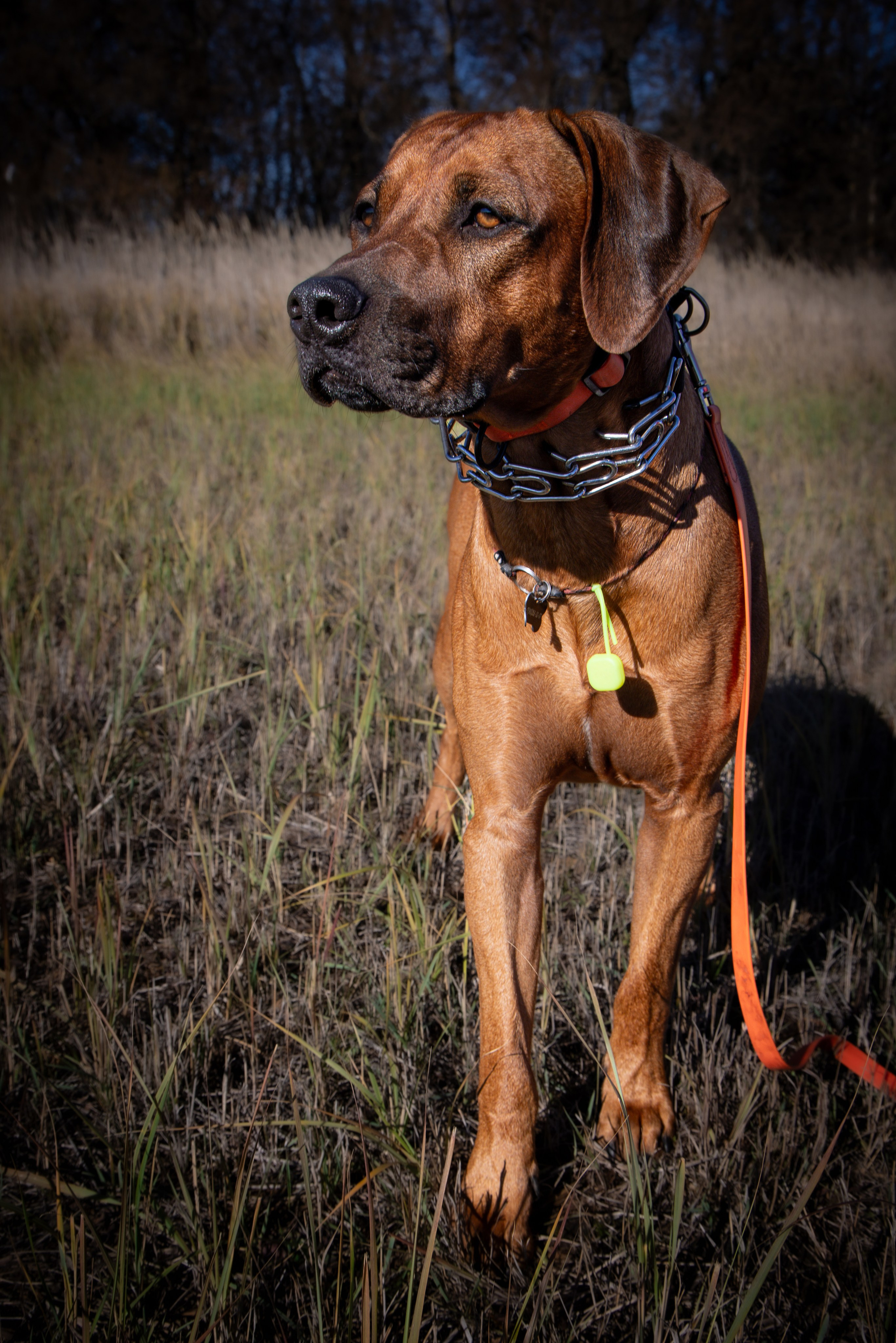 Собаки. Антонина Савельева Фотограф Ставрополь