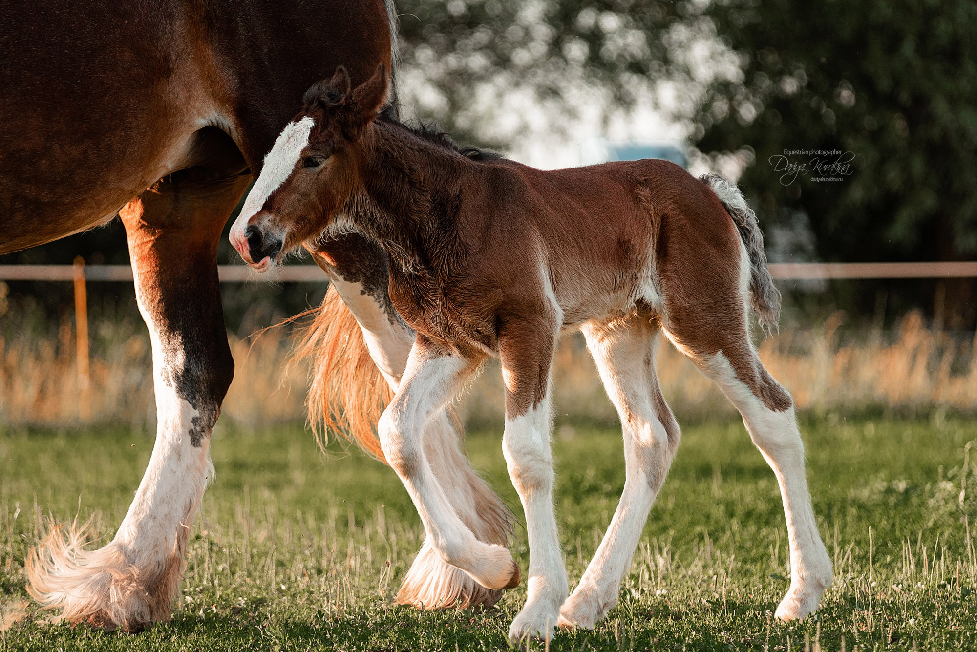 Рапунцель и Квини. Конный фотограф Куракина Дарья • Фотосессии с лошадьми