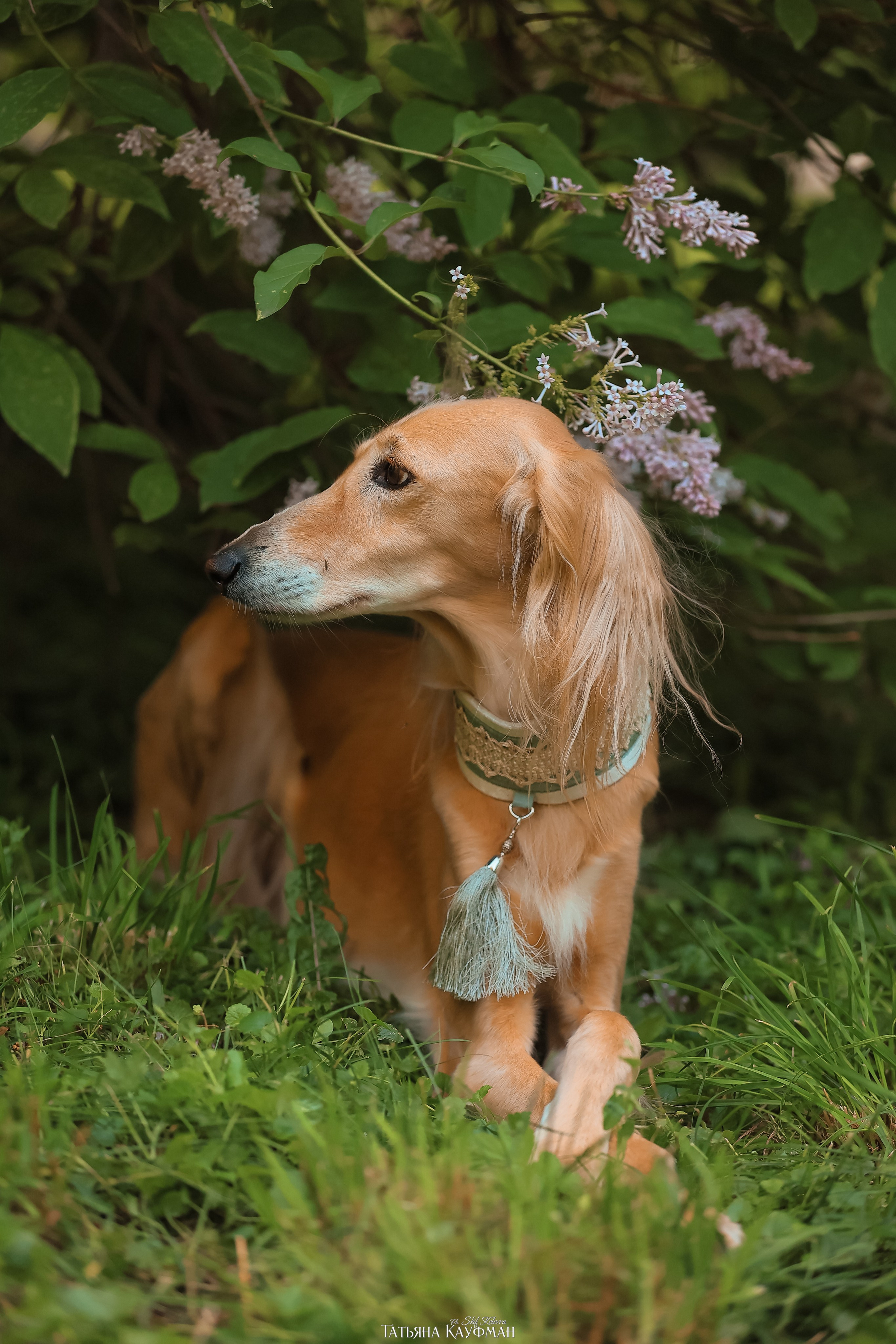 Салюки, фотография салюки, собака в цветах, красивая собака, фотограф анималист, фотокурс Анималистика, научиться фотографировать собак