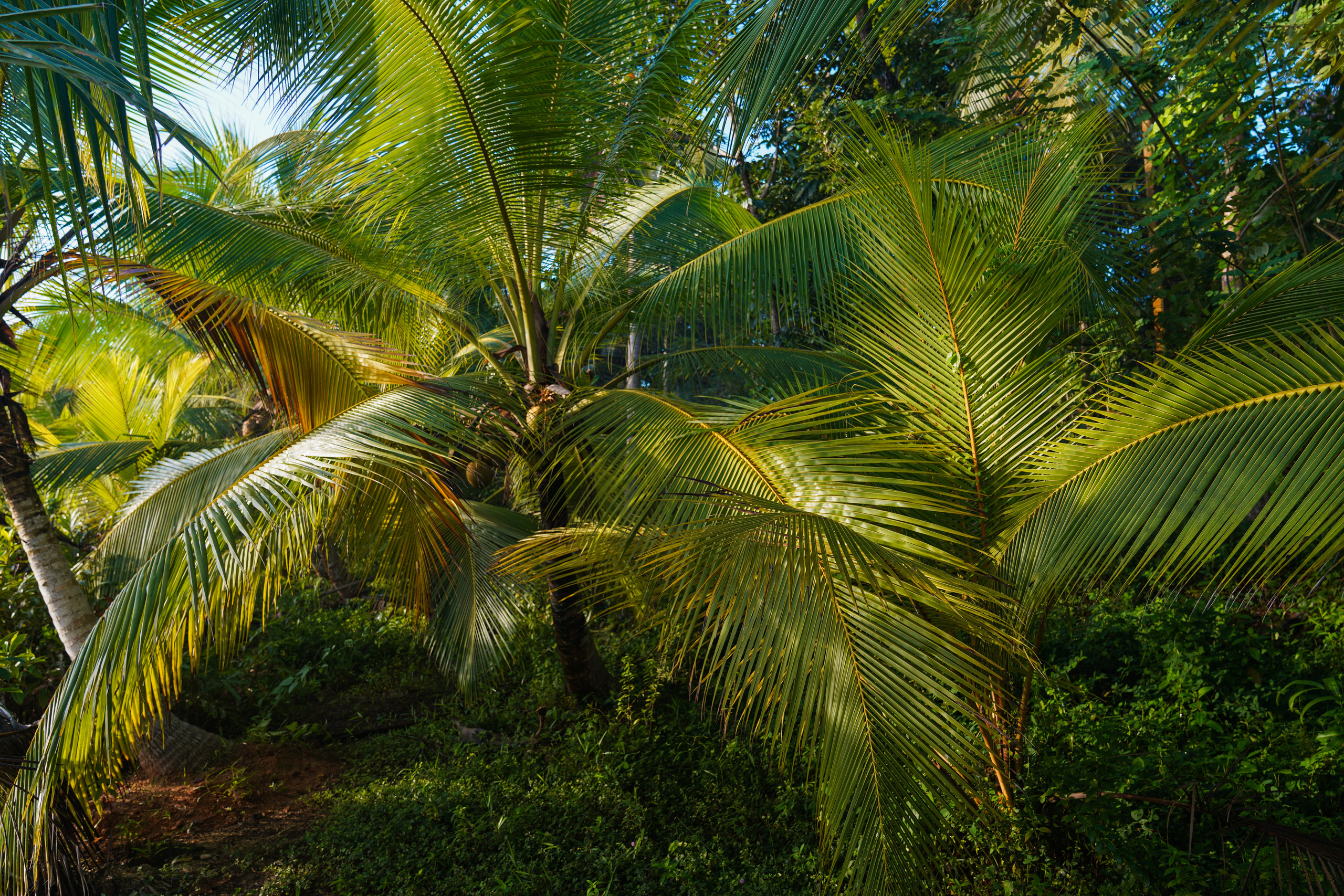 Природа, пейзажи, закаты, рассветы. Фотограф Сергей Кишкель Дананг Нячанг Фукуок