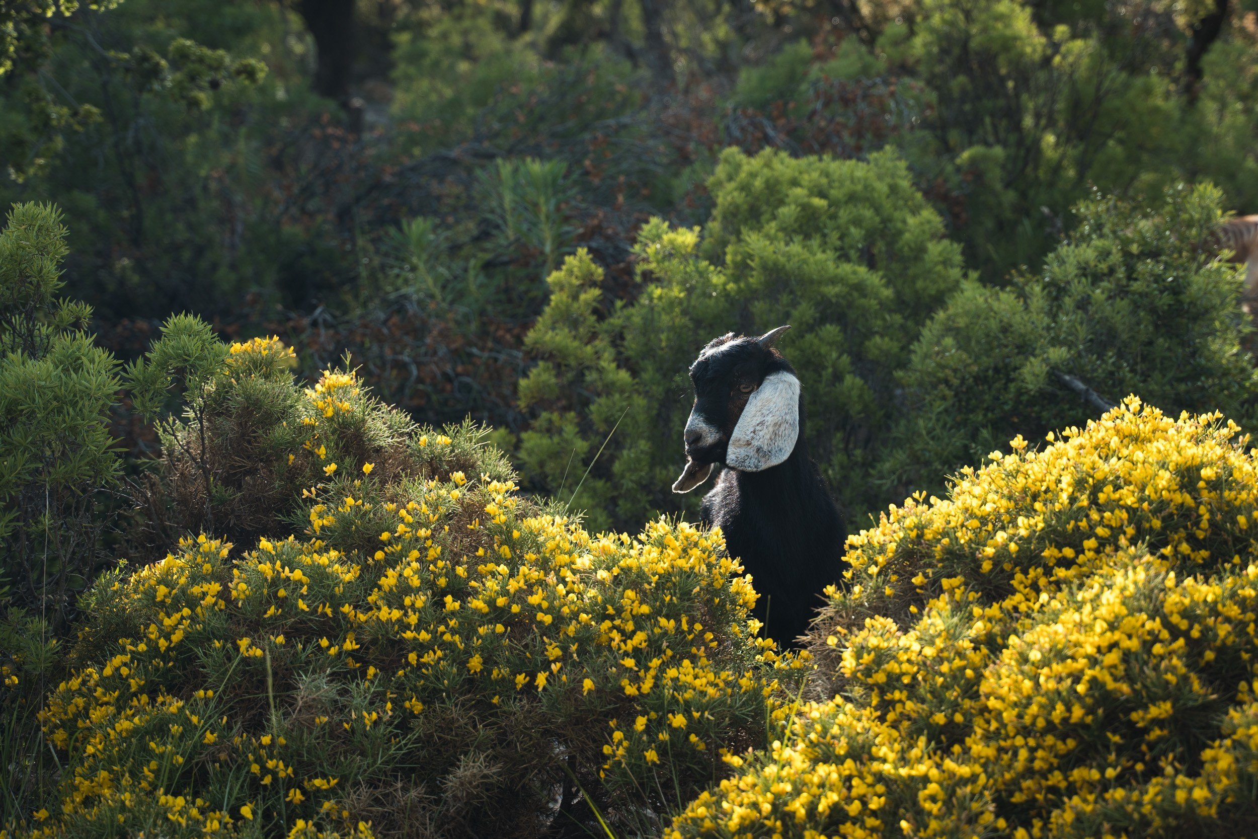 Турция. Западная Ликийская тропа. Фотограф в поход и восхождение на Эльбрус Игорь Косарев