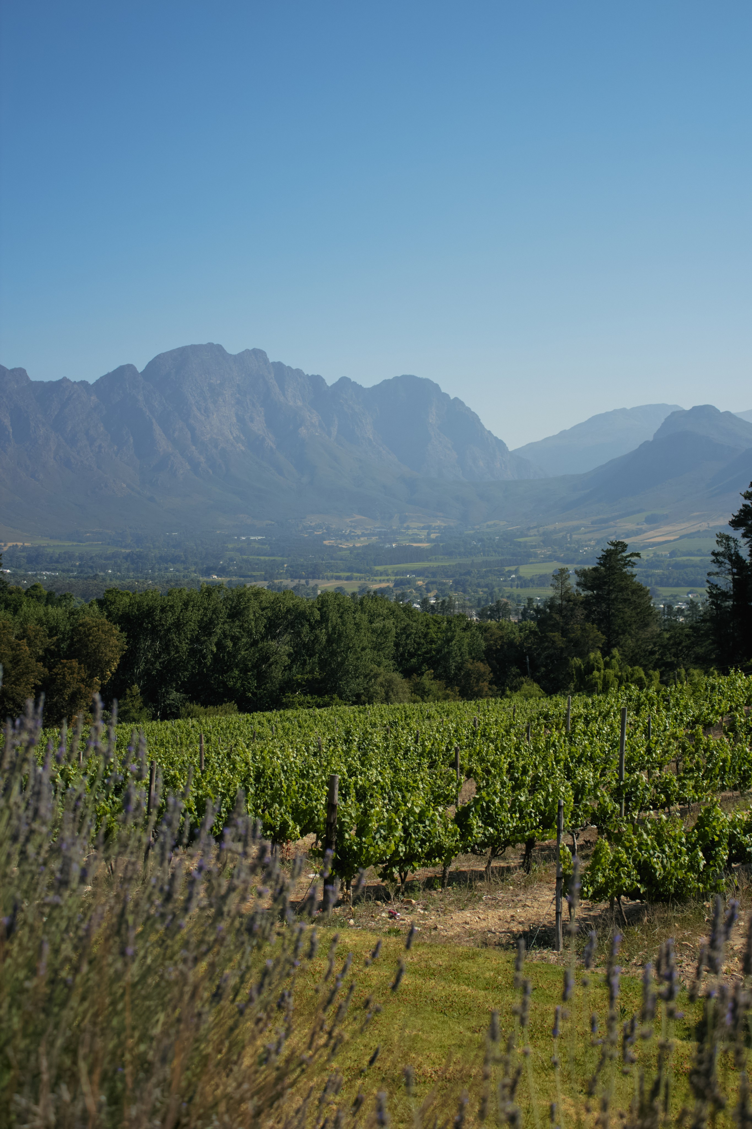 ЮАР. Профессиональный Фотограф во Владимире, в Москве и в Суздале — Полина Романычева