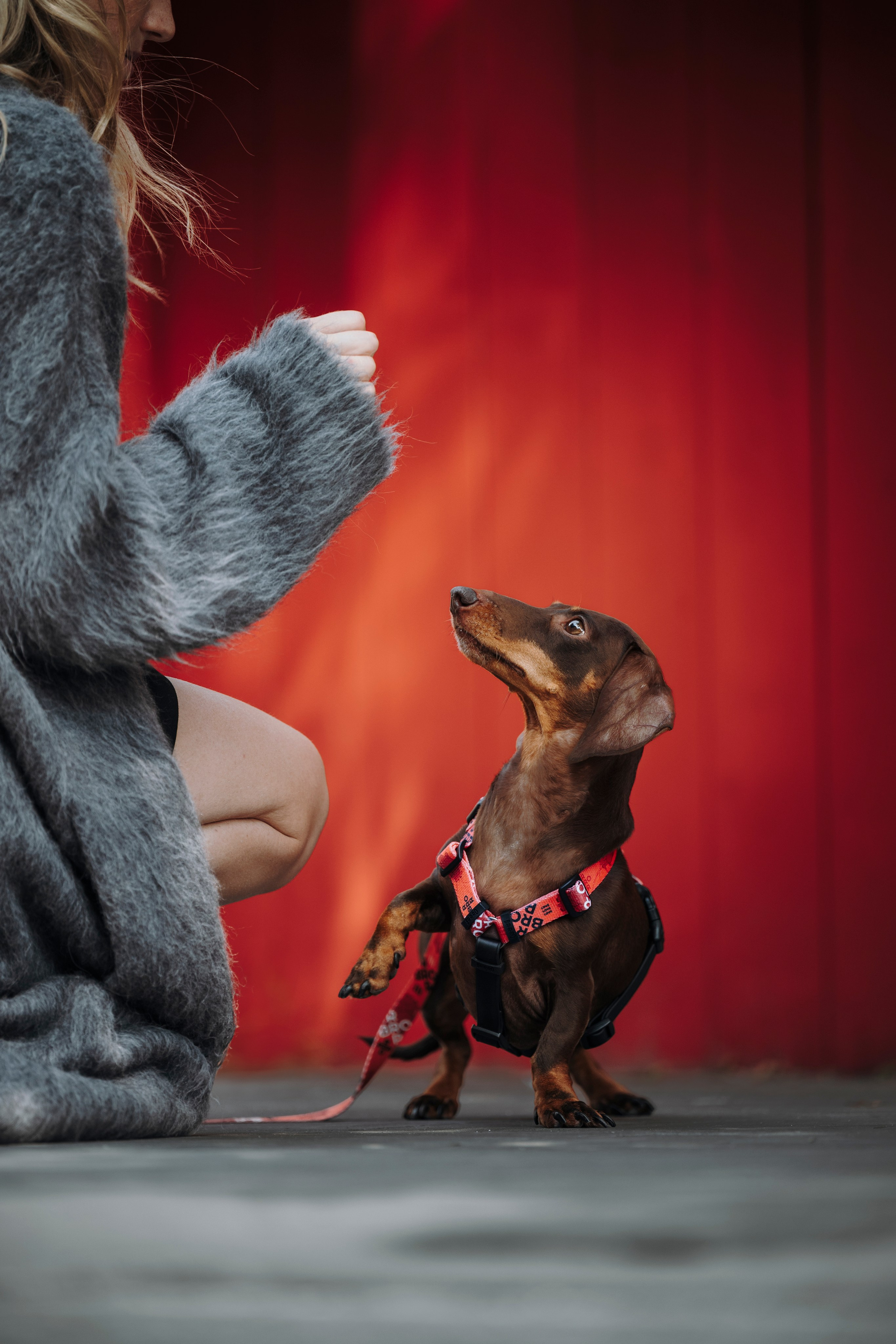 BRRRO. Семейный фотограф анималист Ананьева Мария — Москва