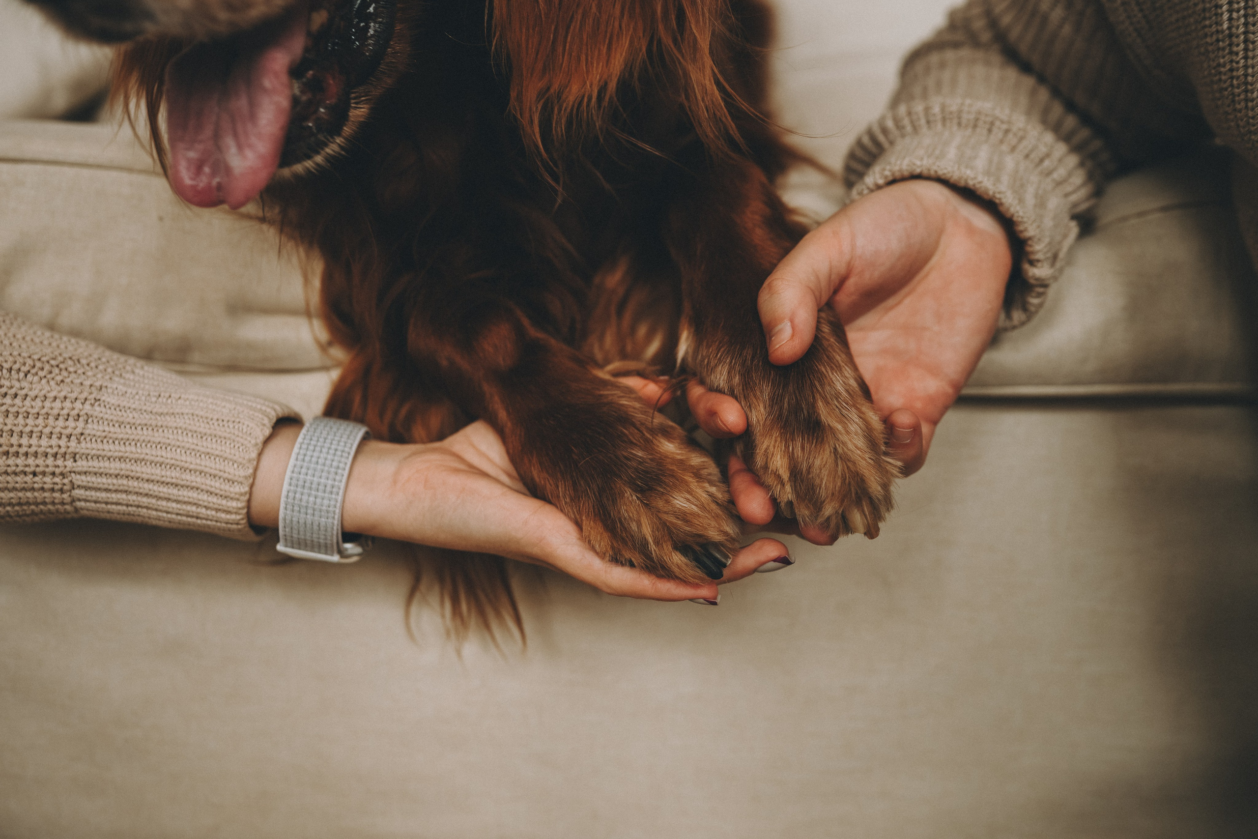 Маша, Илья и Локи. Семейный фотограф анималист Ананьева Мария — Москва
