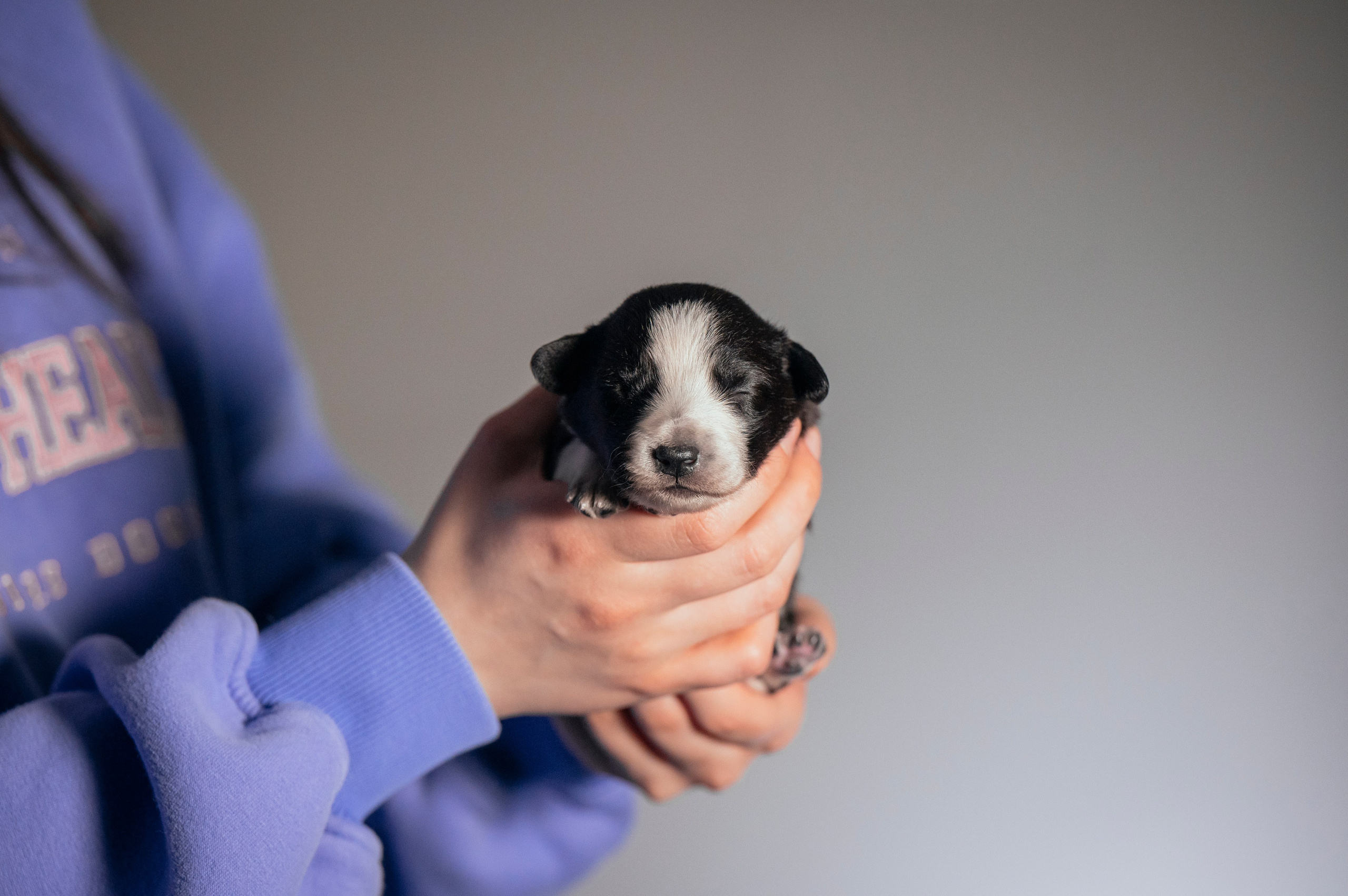 Бордер колли. Семейный фотограф анималист Ананьева Мария — Москва