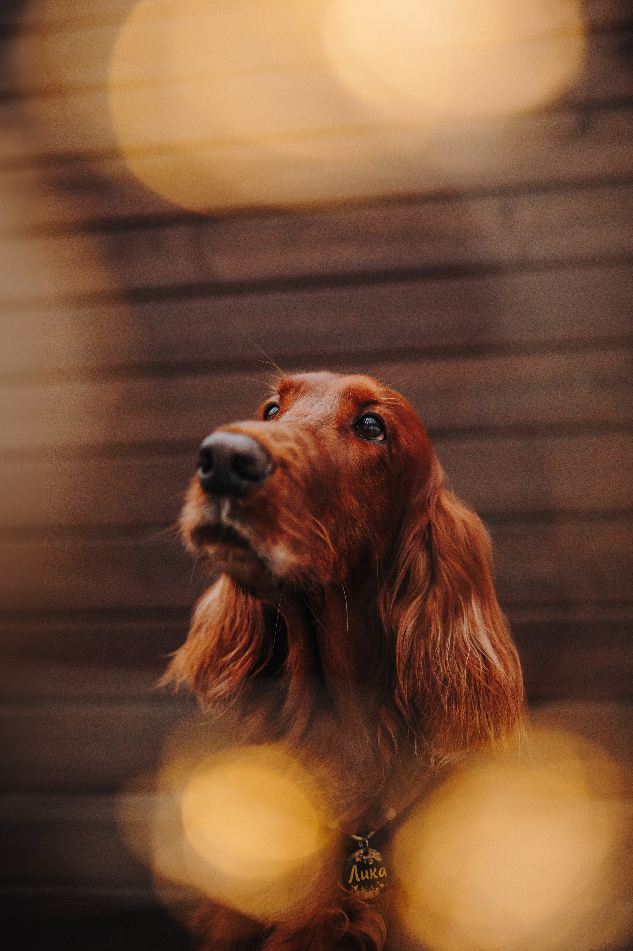 Маша и Лика. Семейный фотограф анималист Ананьева Мария — Москва