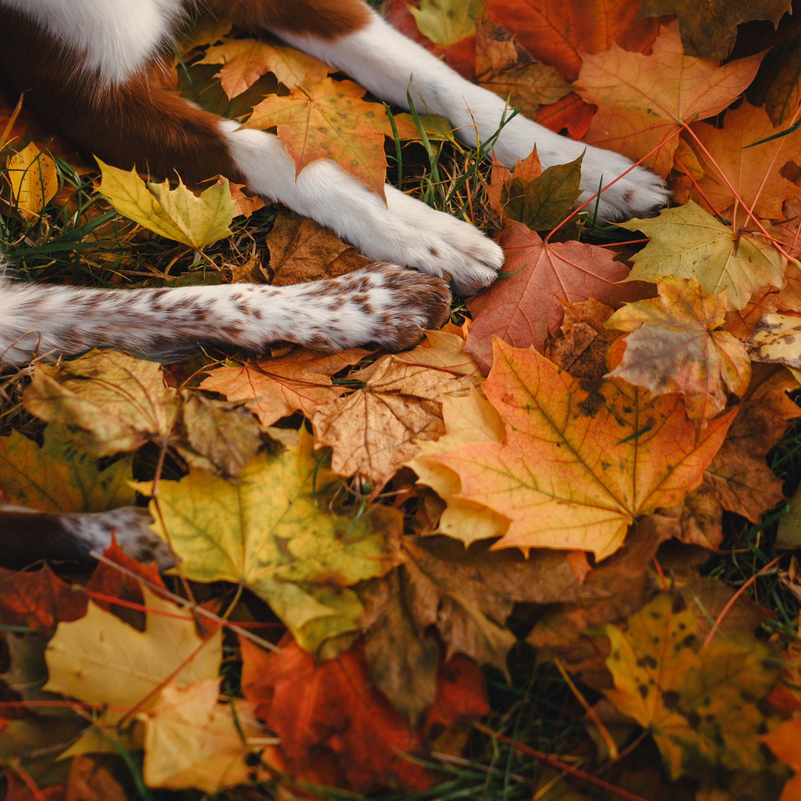 Даша, Мика и Теллур. Семейный фотограф анималист Ананьева Мария — Москва