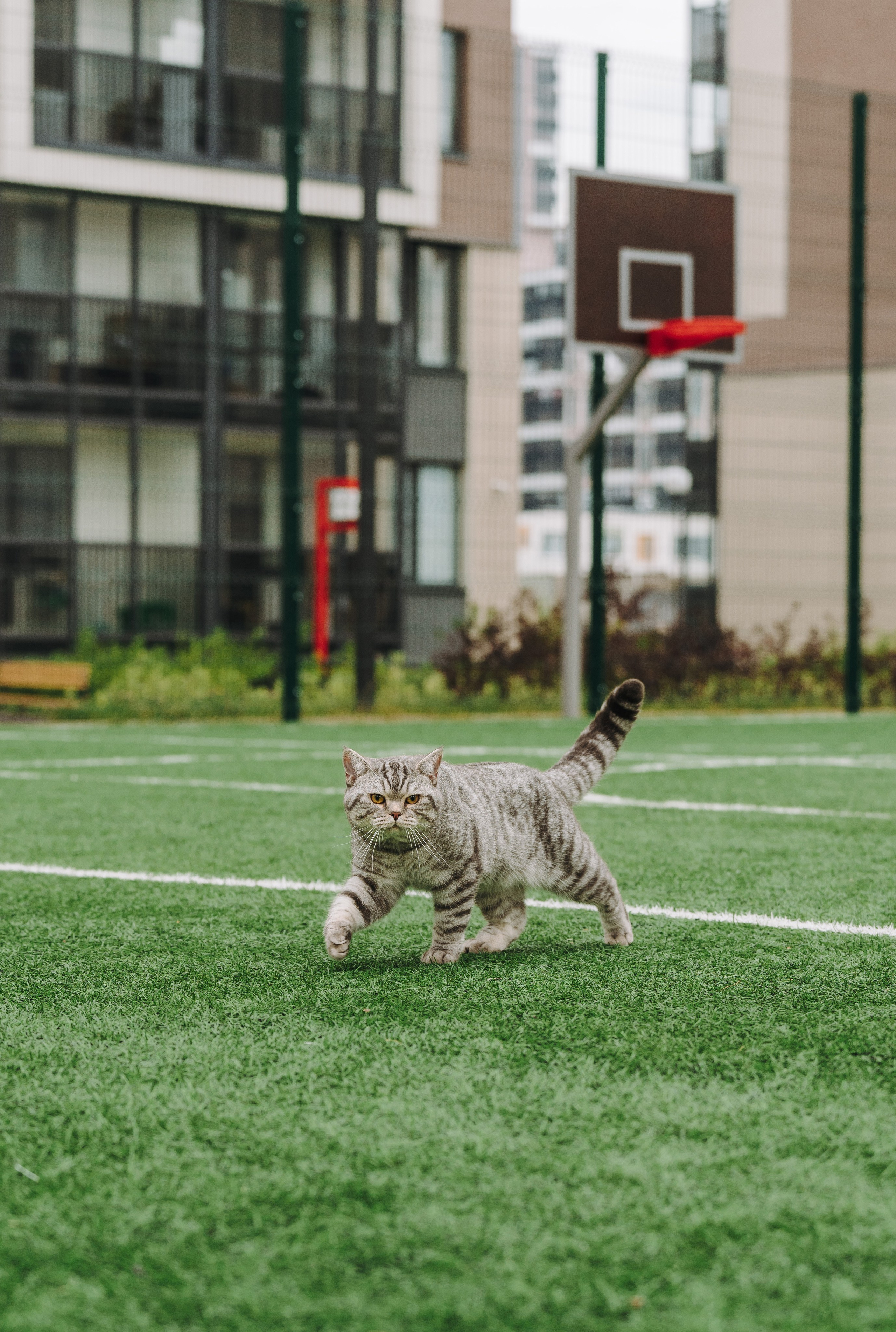 Портфолио кошки, фотограф Олеся Майрова. Фотограф анималист в Спб недорого Олеся Майорова