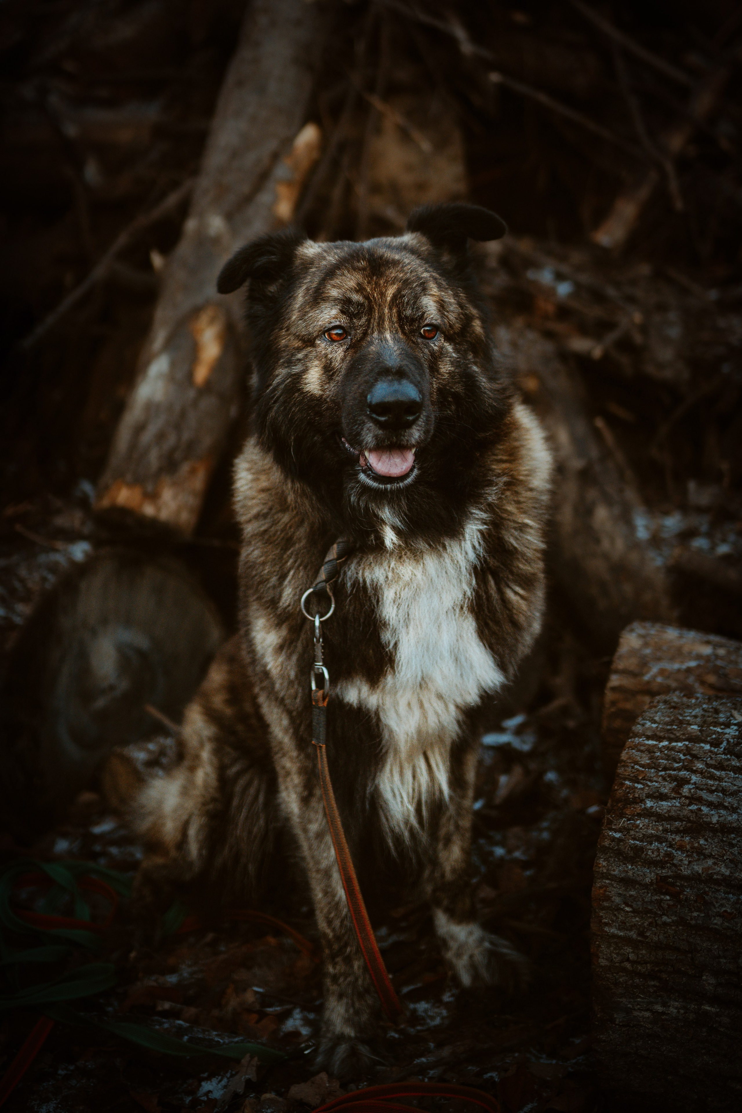 Творческая фотосессия фотографа анималиста. Фотограф анималист в Спб недорого Олеся Майорова