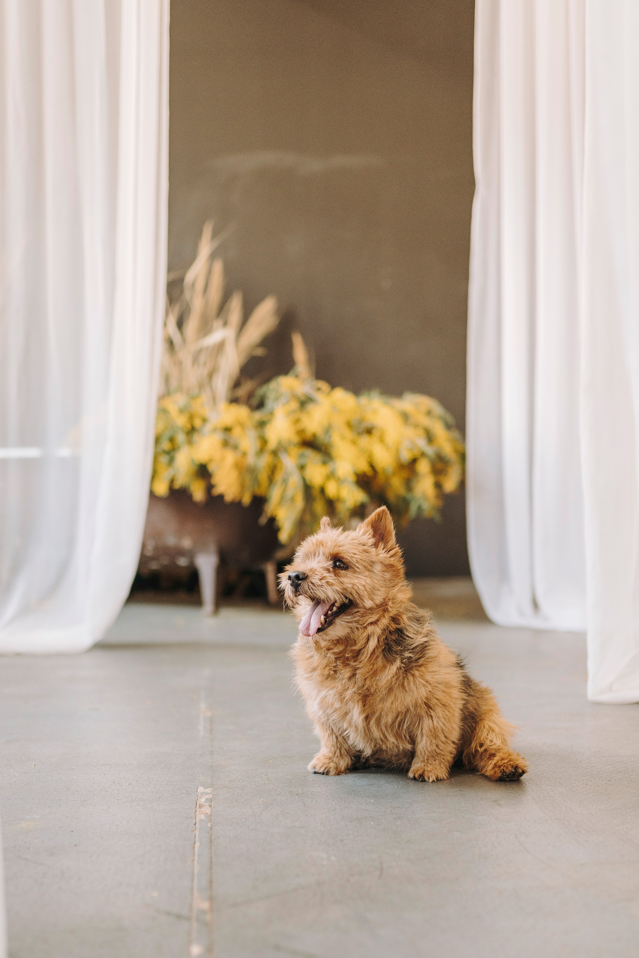 Маша и Рамси. Фотограф анималист в Спб недорого Олеся Майорова