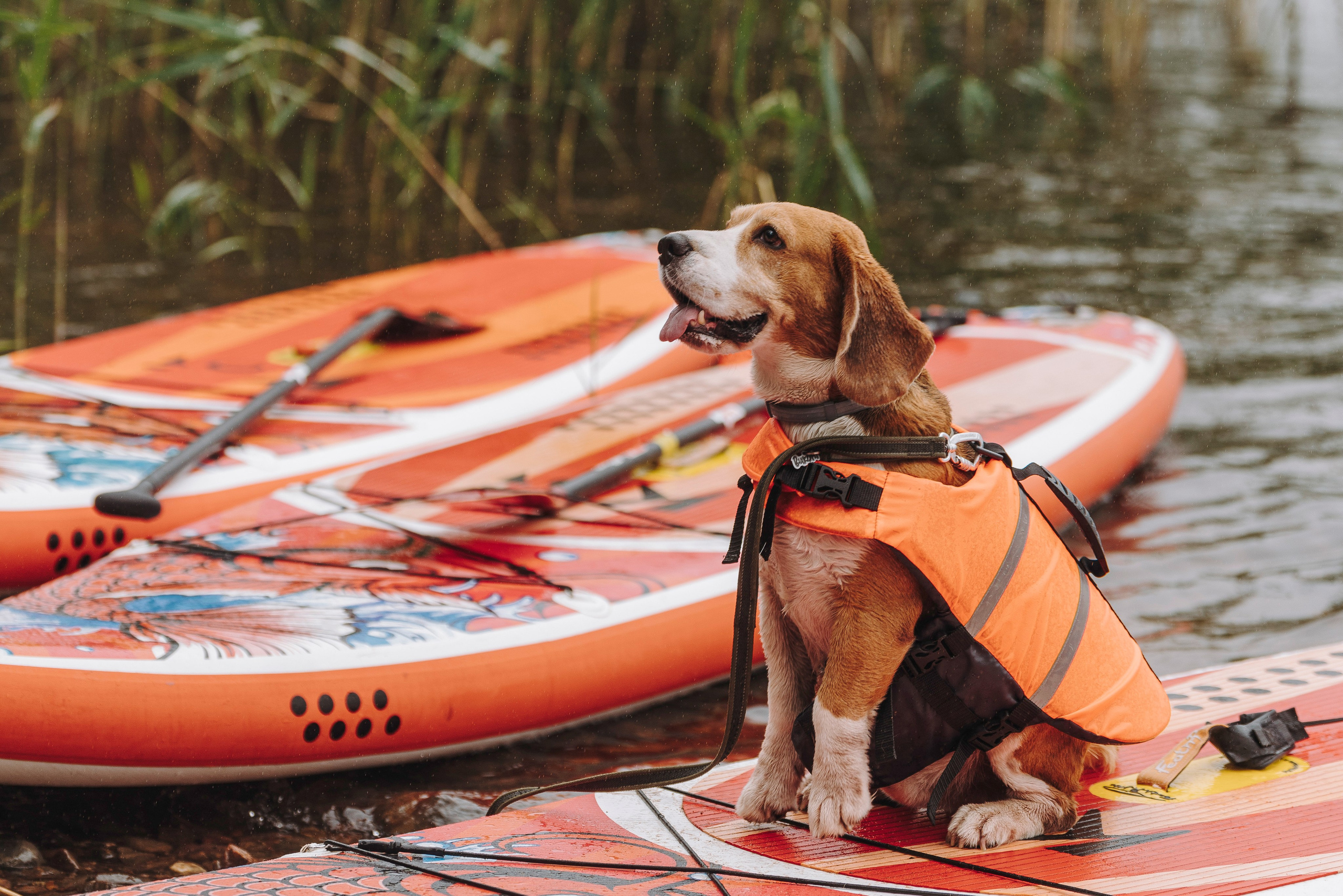 Катание на сапах с собаками. Фотограф анималист в Спб недорого Олеся Майорова