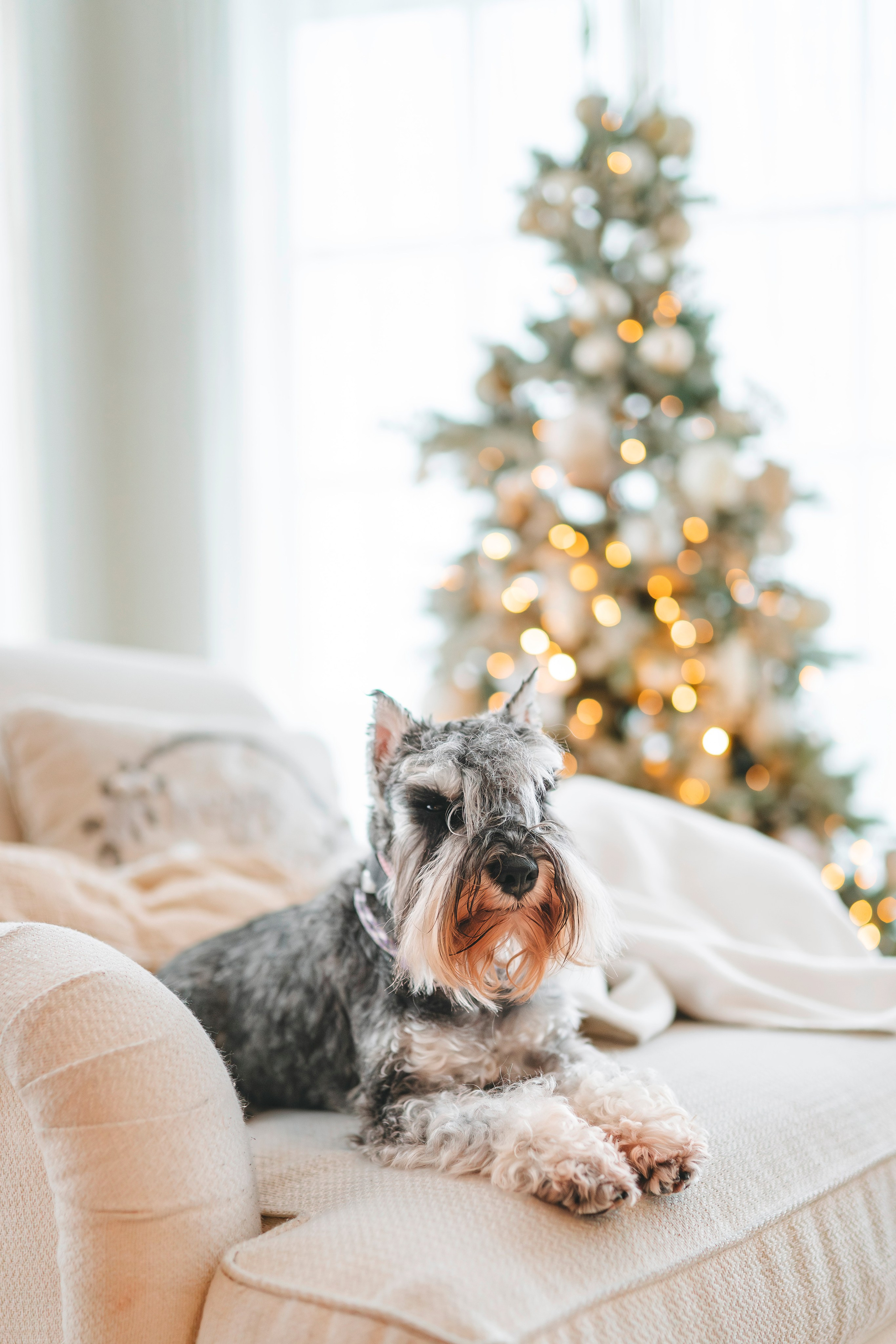 Ольга и Сатори. Фотограф анималист в Спб недорого Олеся Майорова