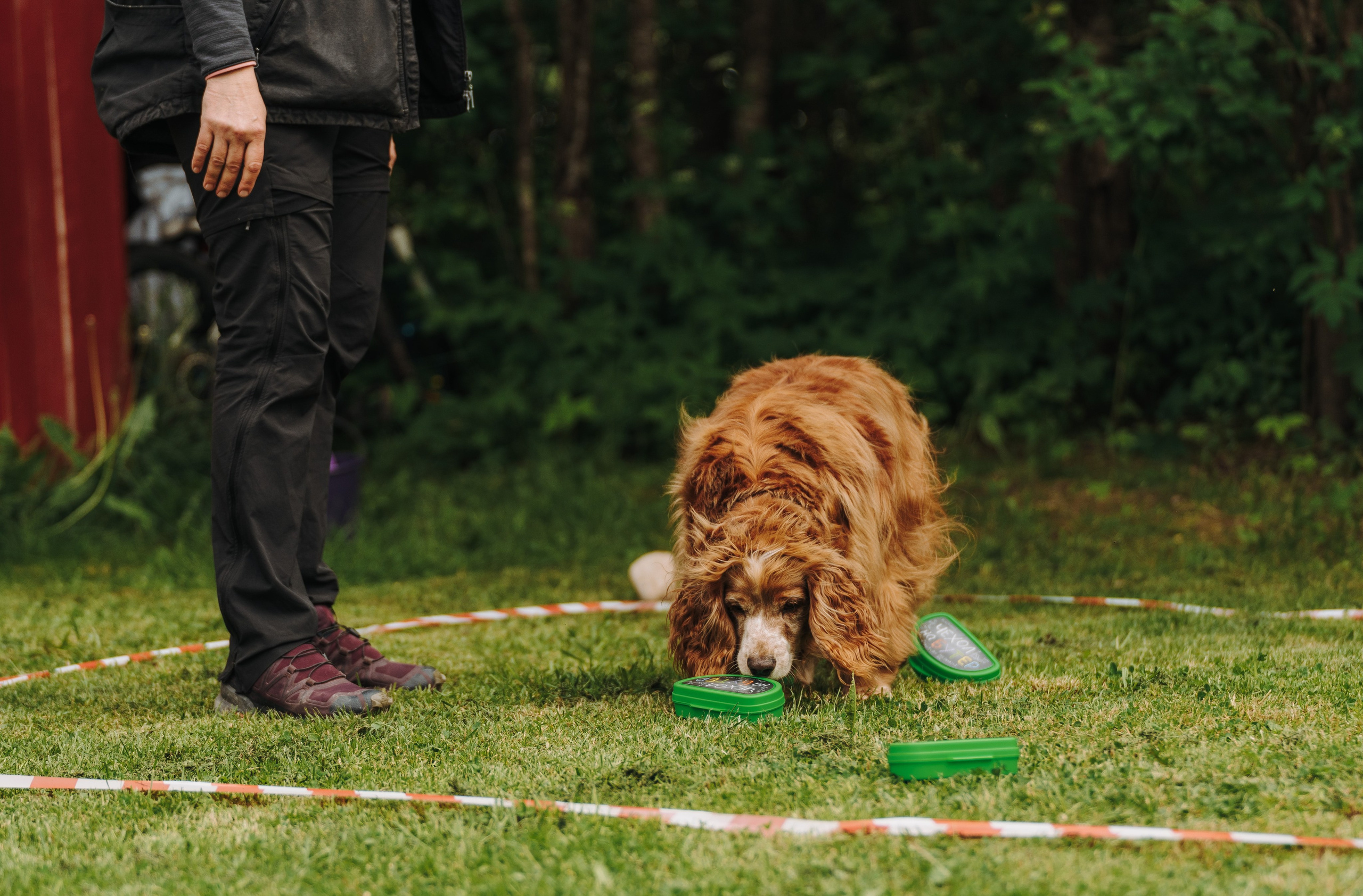 Соревнования по ноузворку. Фотограф анималист в Спб недорого Олеся Майорова