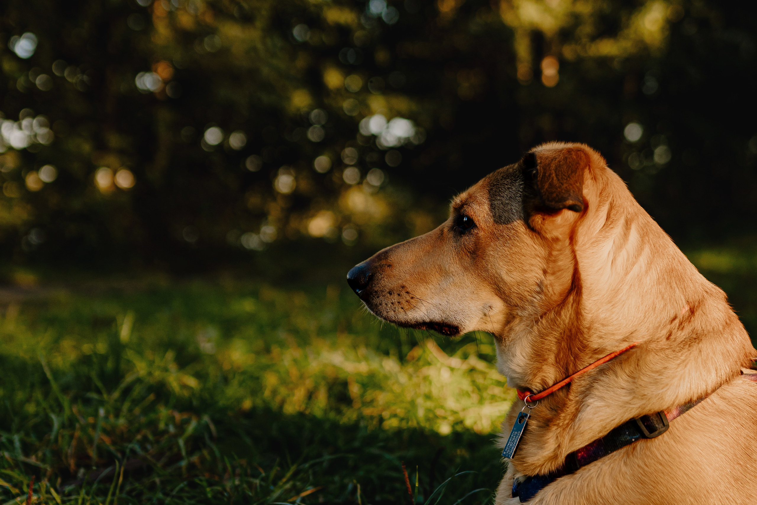 Семейная фотосессия с двумя собаками на закате. Фотограф анималист в Спб недорого Олеся Майорова