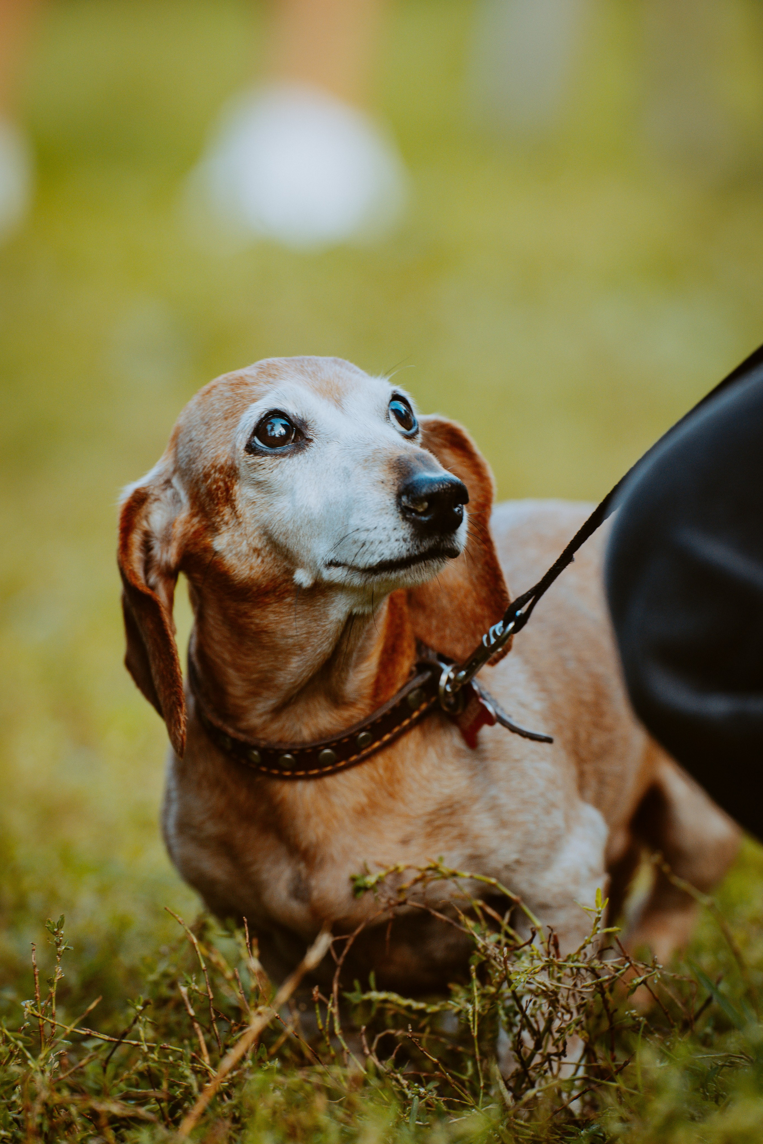 Такспарад. Фотограф анималист в Спб недорого Олеся Майорова