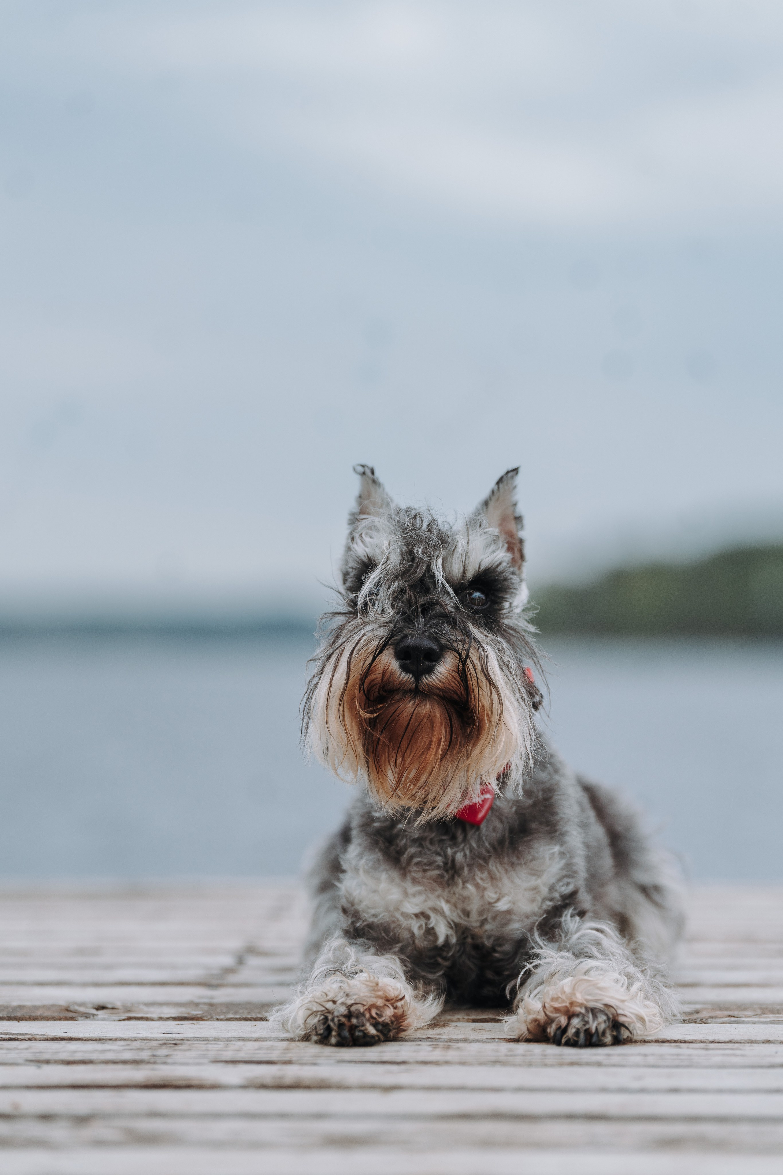 Соревнования по ноузворку в Лосево. Фотограф анималист в Спб недорого Олеся Майорова