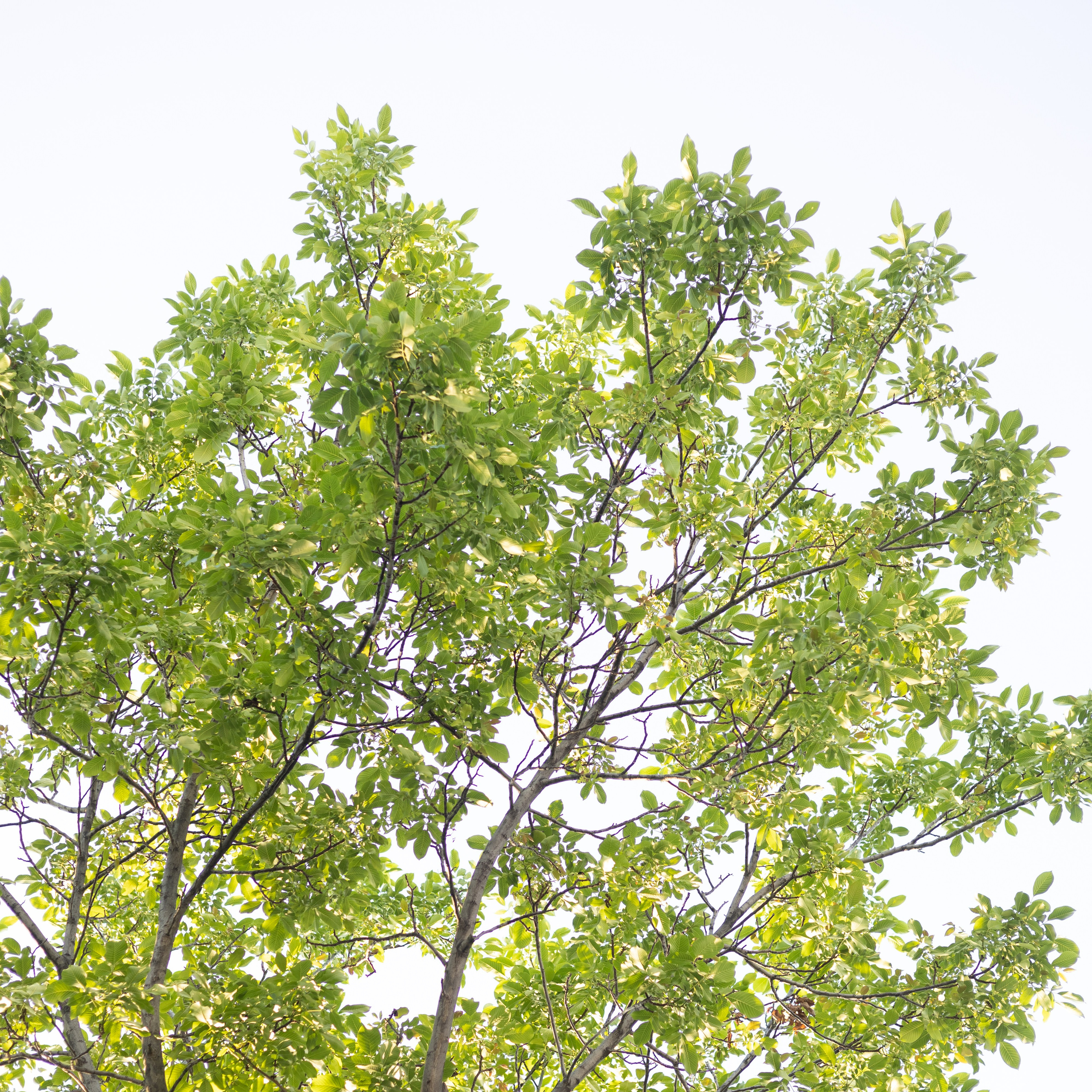 Uzbek series. Свадебный фотограф в Москве и Петербурге Анастасия Лосева