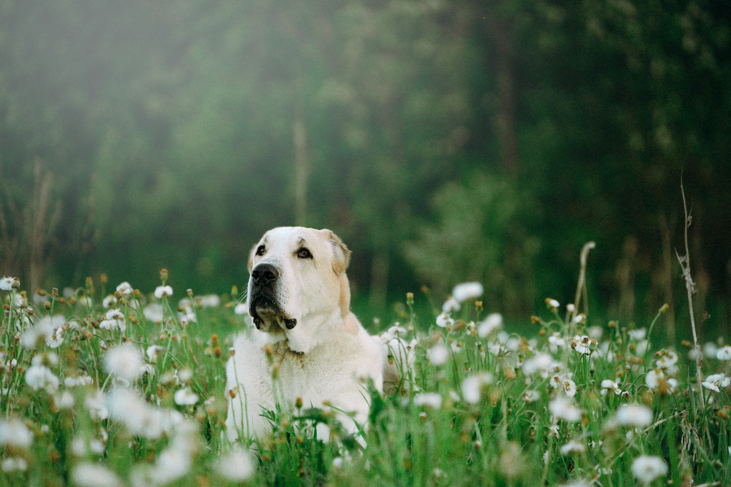 Настя и Рахат. Фотограф анималист в Москве и Санкт-Петербурге Свиридова Анна
