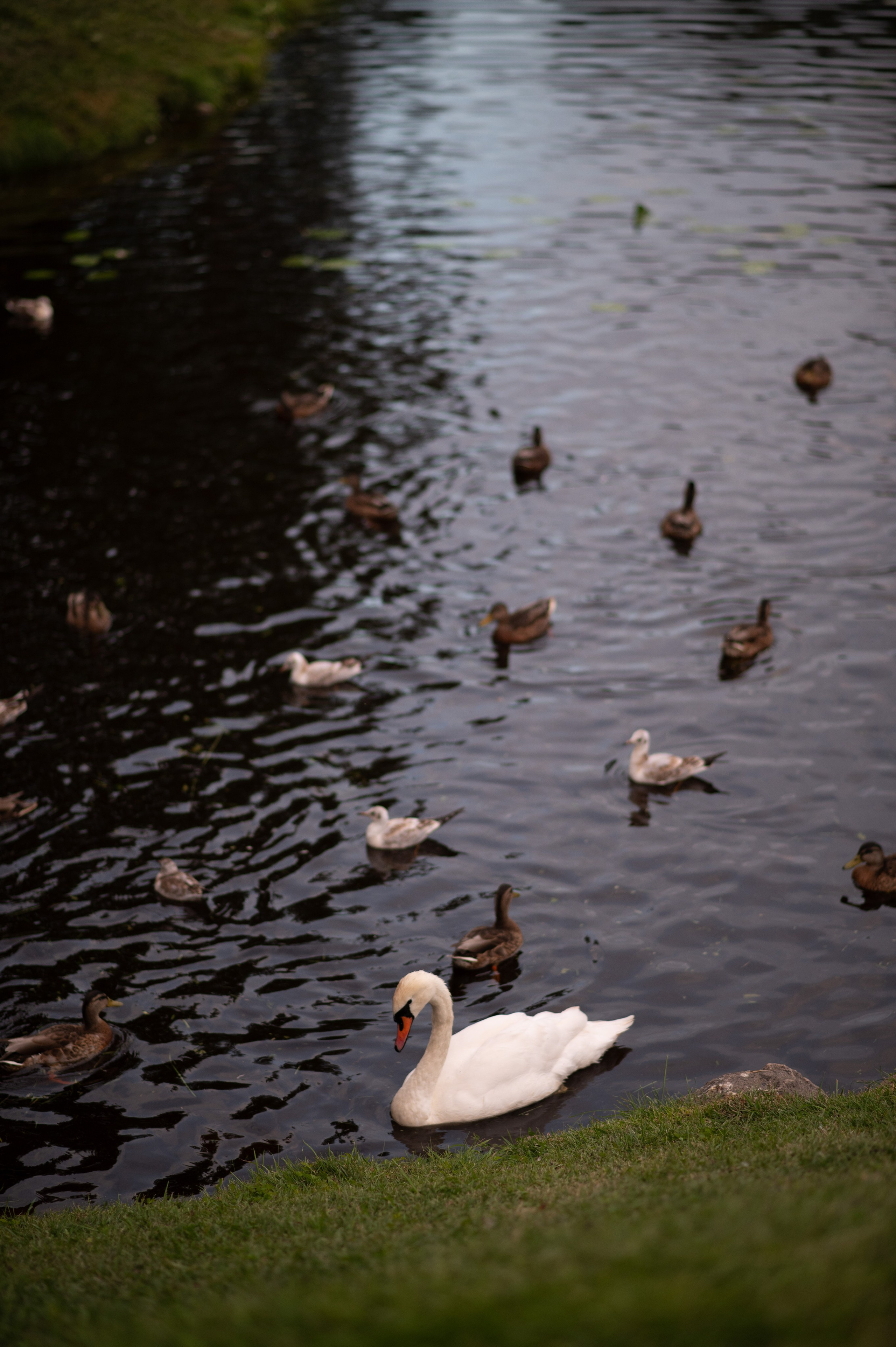 Гатчина, Санкт-Петербург. Винтажные фотосессии в Москве
