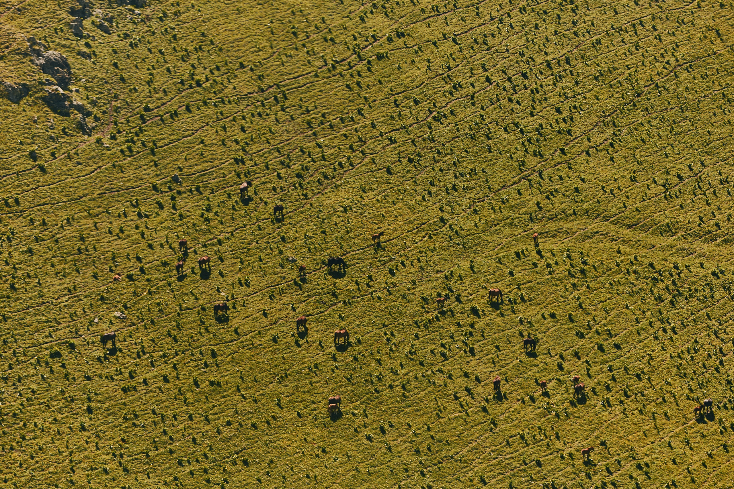 PRIVATE Arkhyz 22.06. Свадебный репортажный фотограф краснодар максим дремов дрёмов фотосессия студия цена