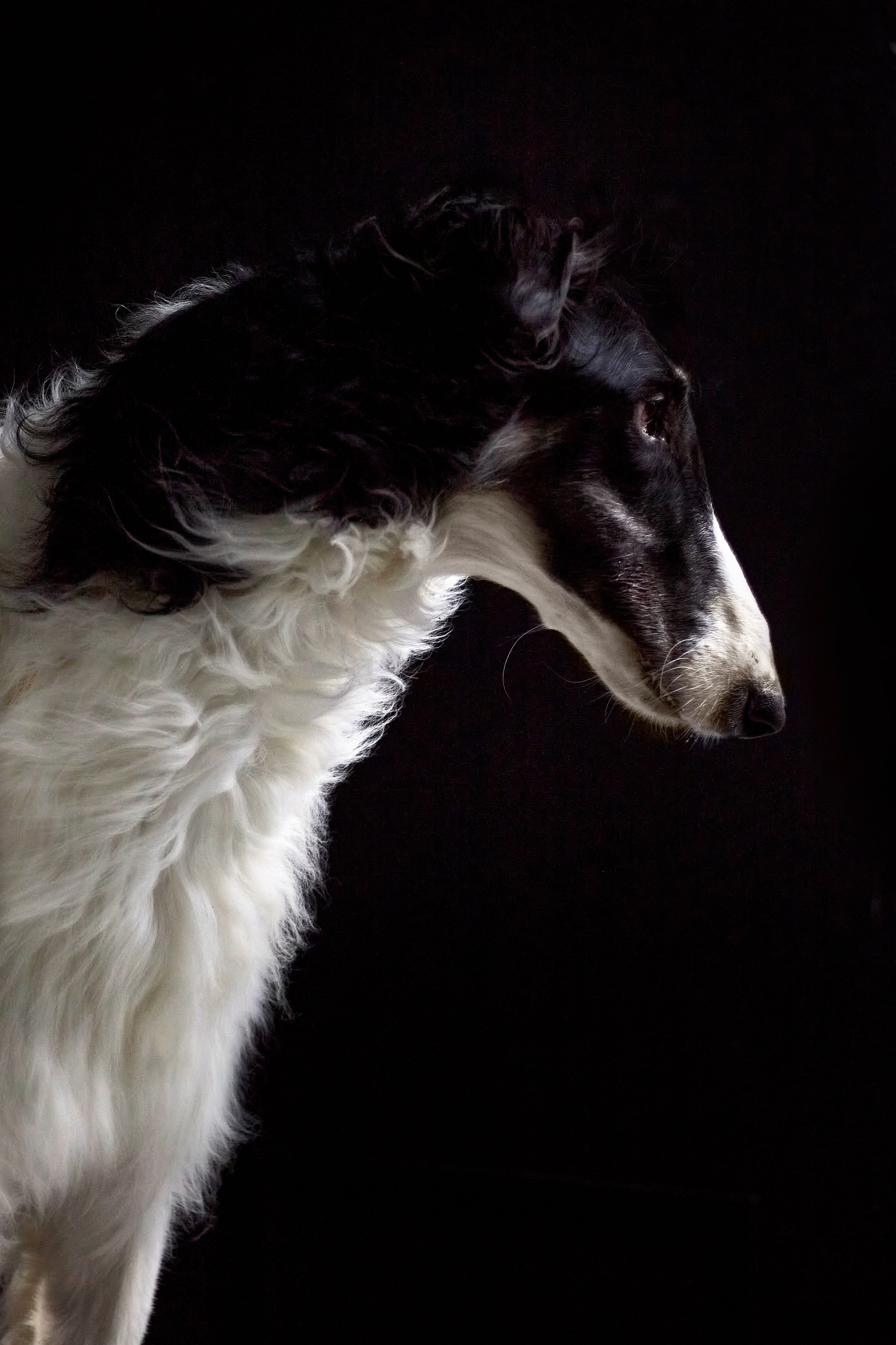 Фотосессия с животными. Фотограф анималист — Тула, Москва