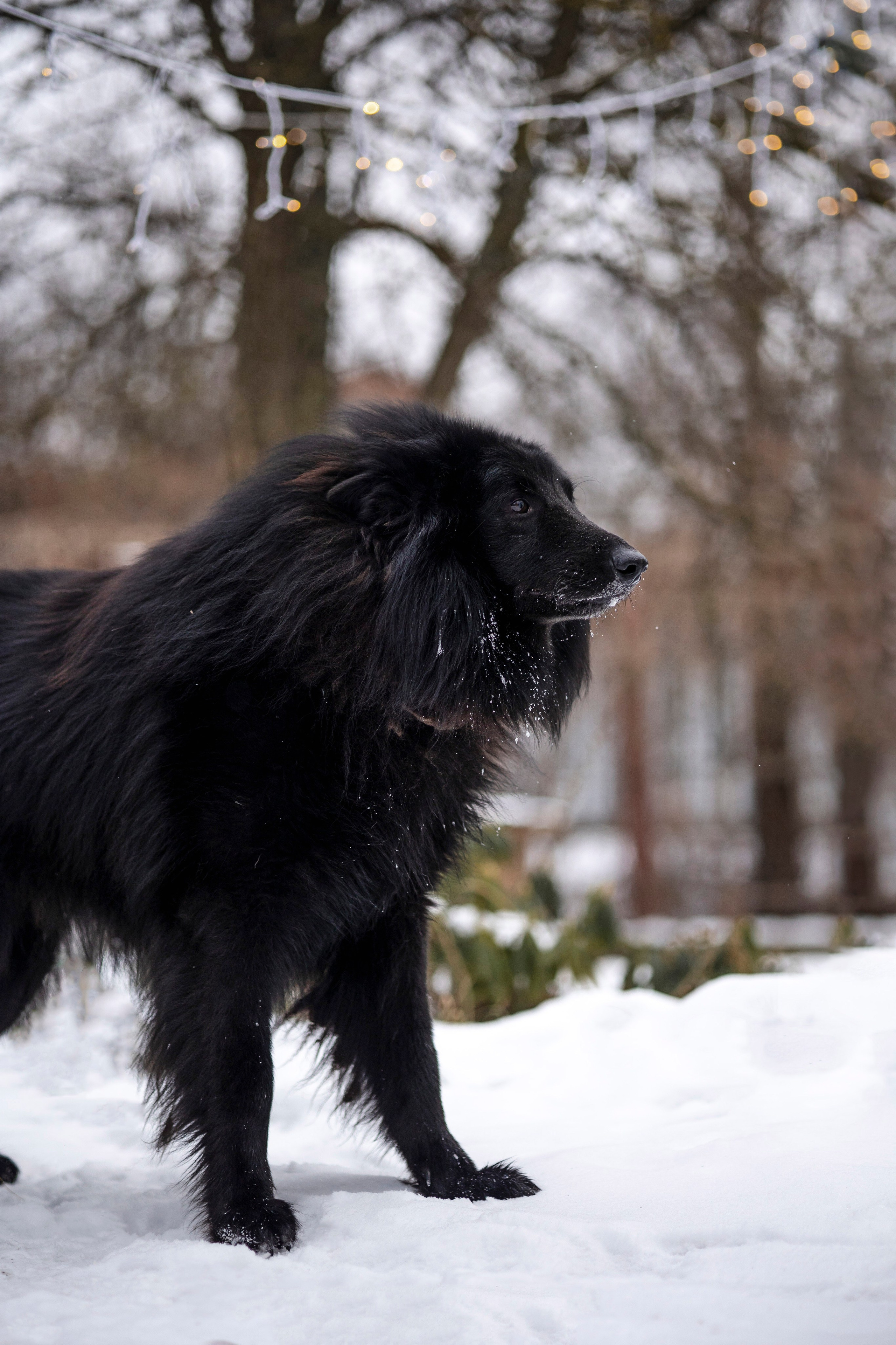 Съемка с лисами. Анастасия Белаш