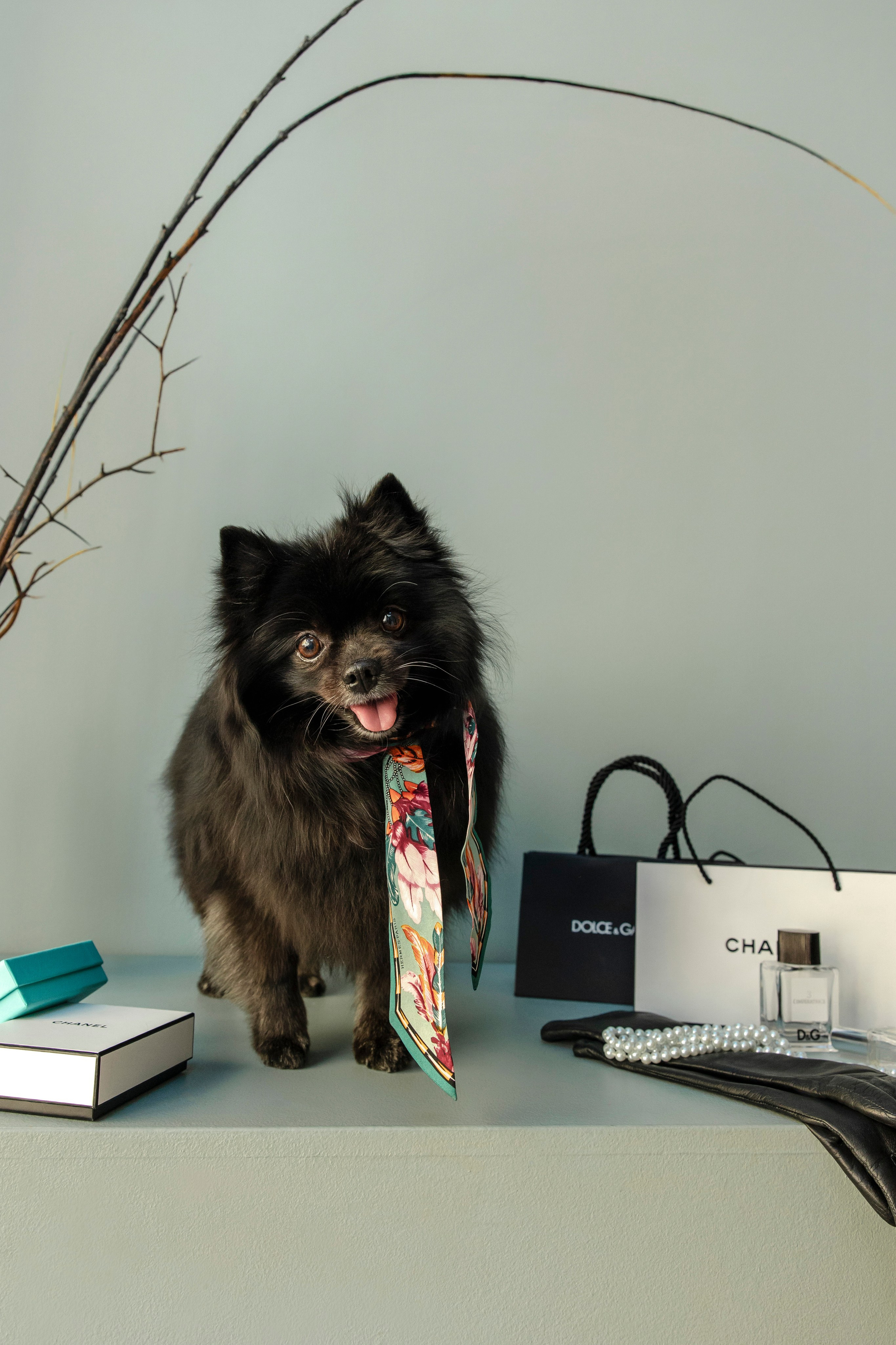 Съемка в студии с собакой. Анастасия Белаш