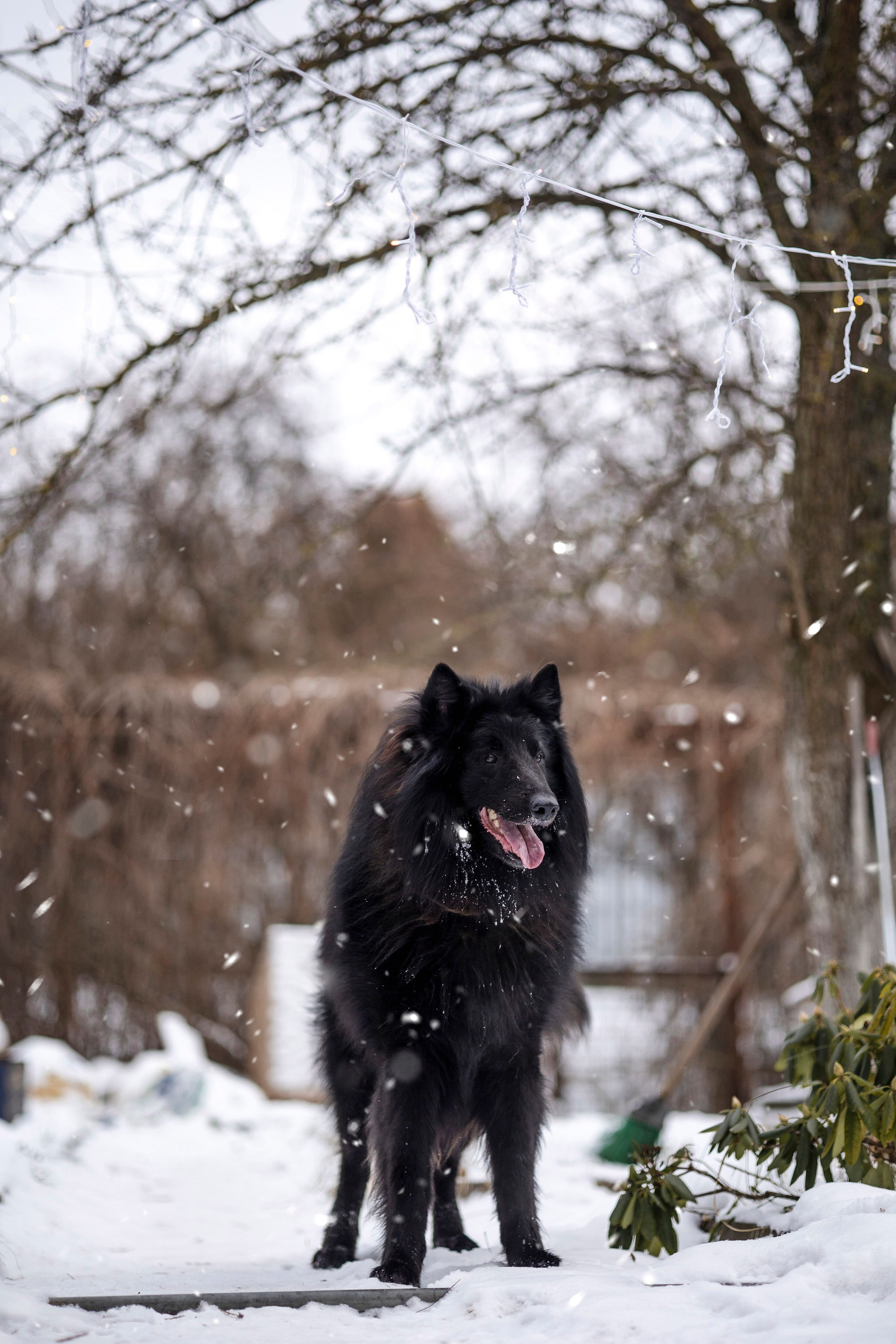 Съемка с лисами. Анастасия Белаш