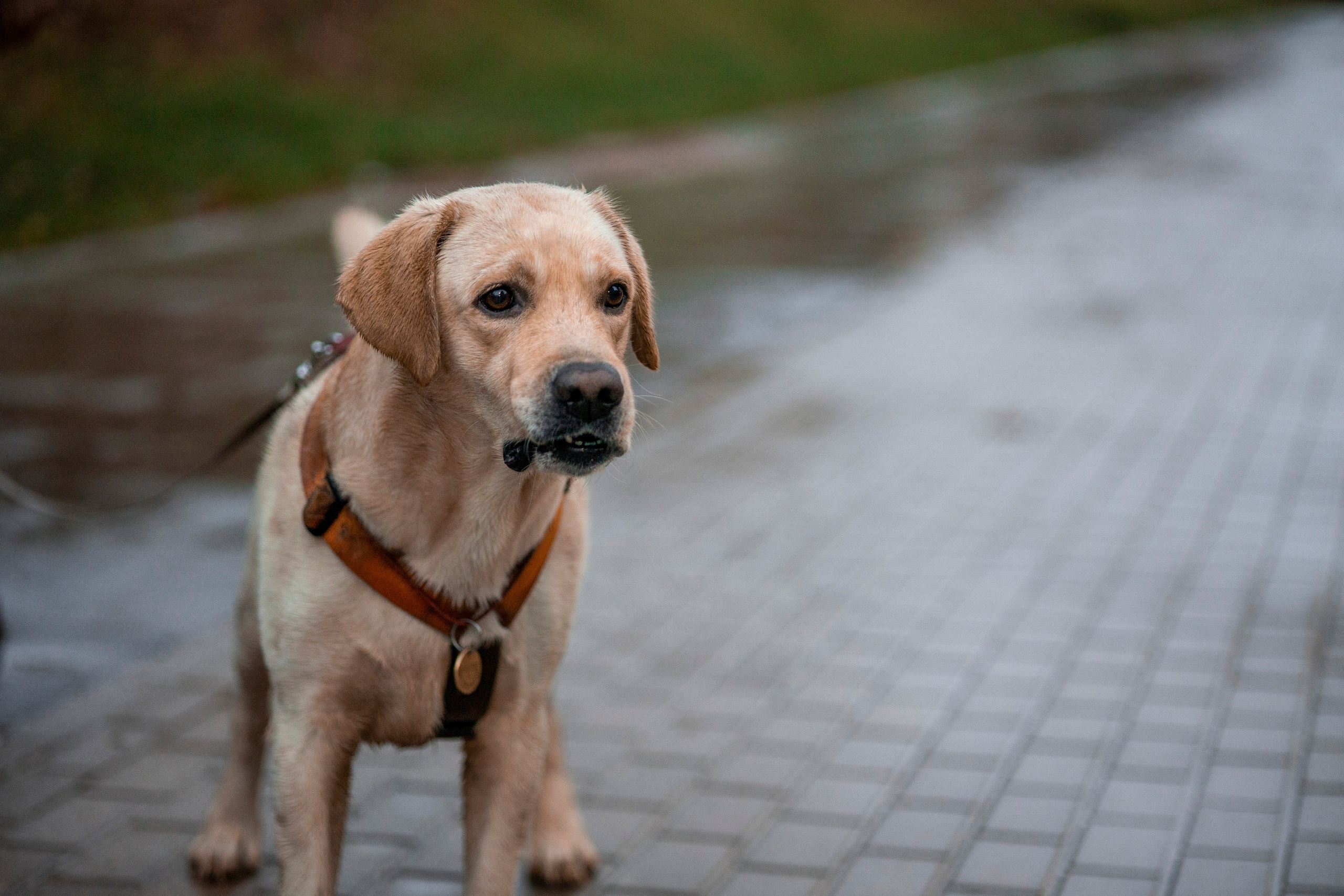 Съемка с собакой. Анастасия Белаш