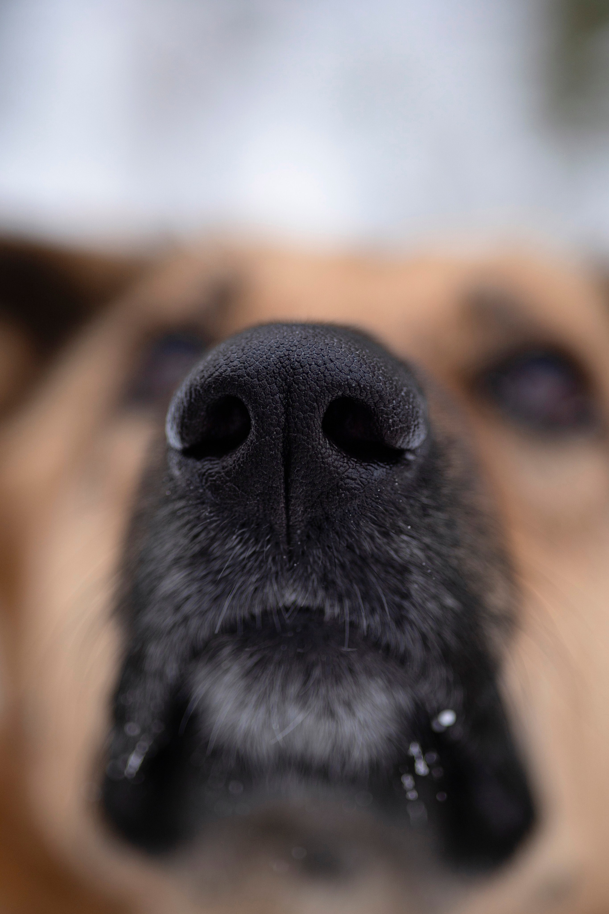 Съемка с собакой. Анастасия Белаш