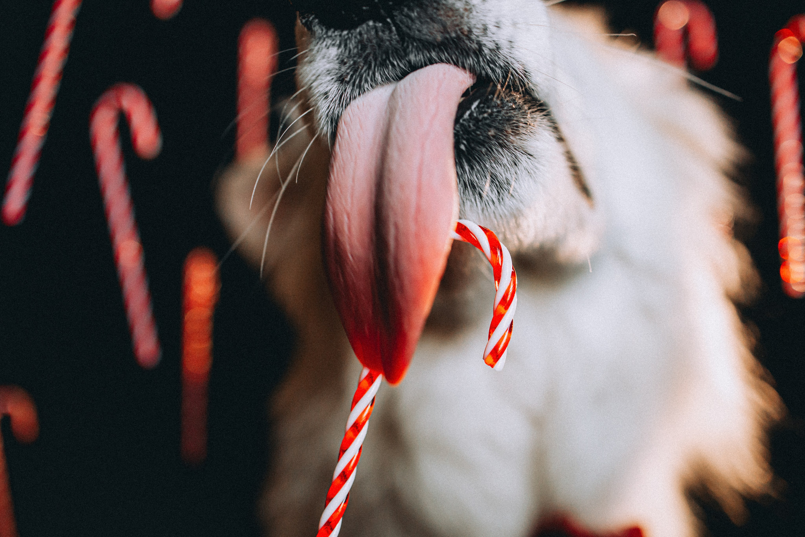 Джек, Бет и Кову