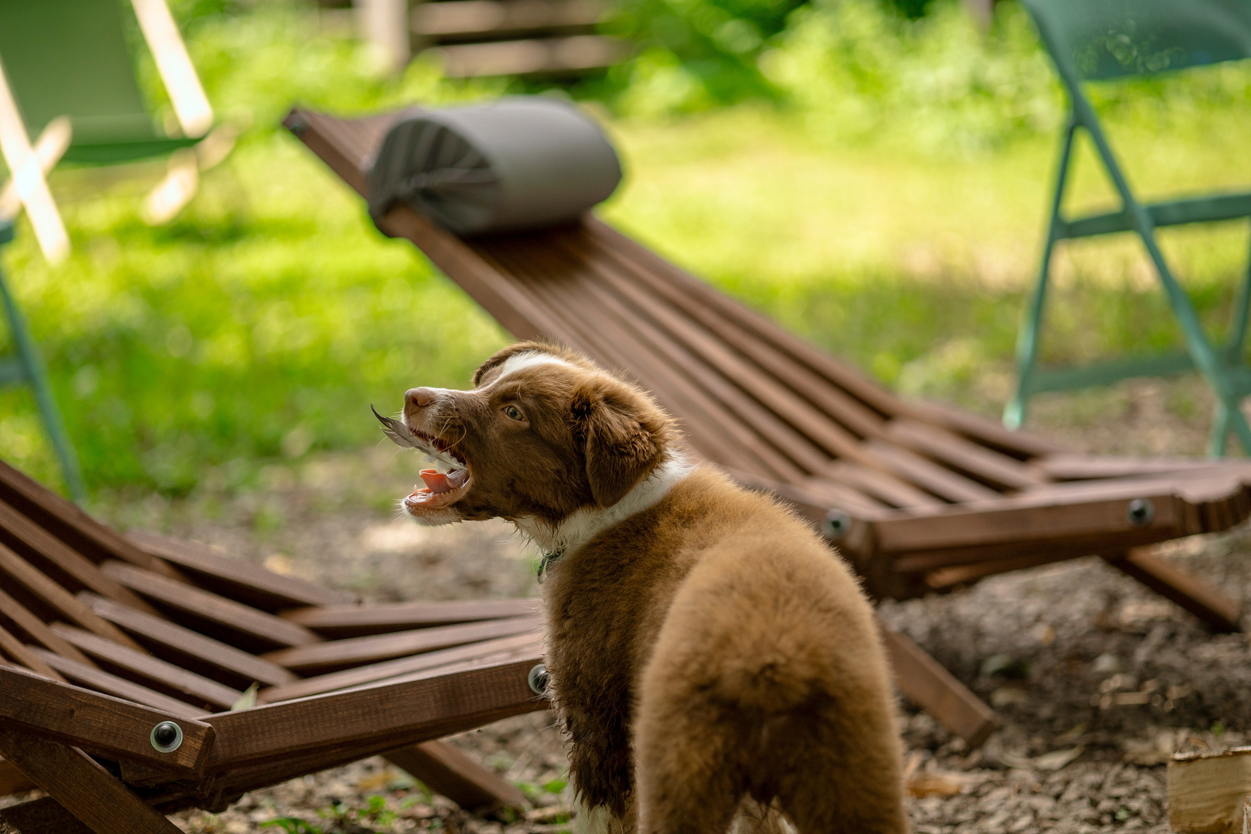 Съемка щенка. Анастасия Белаш