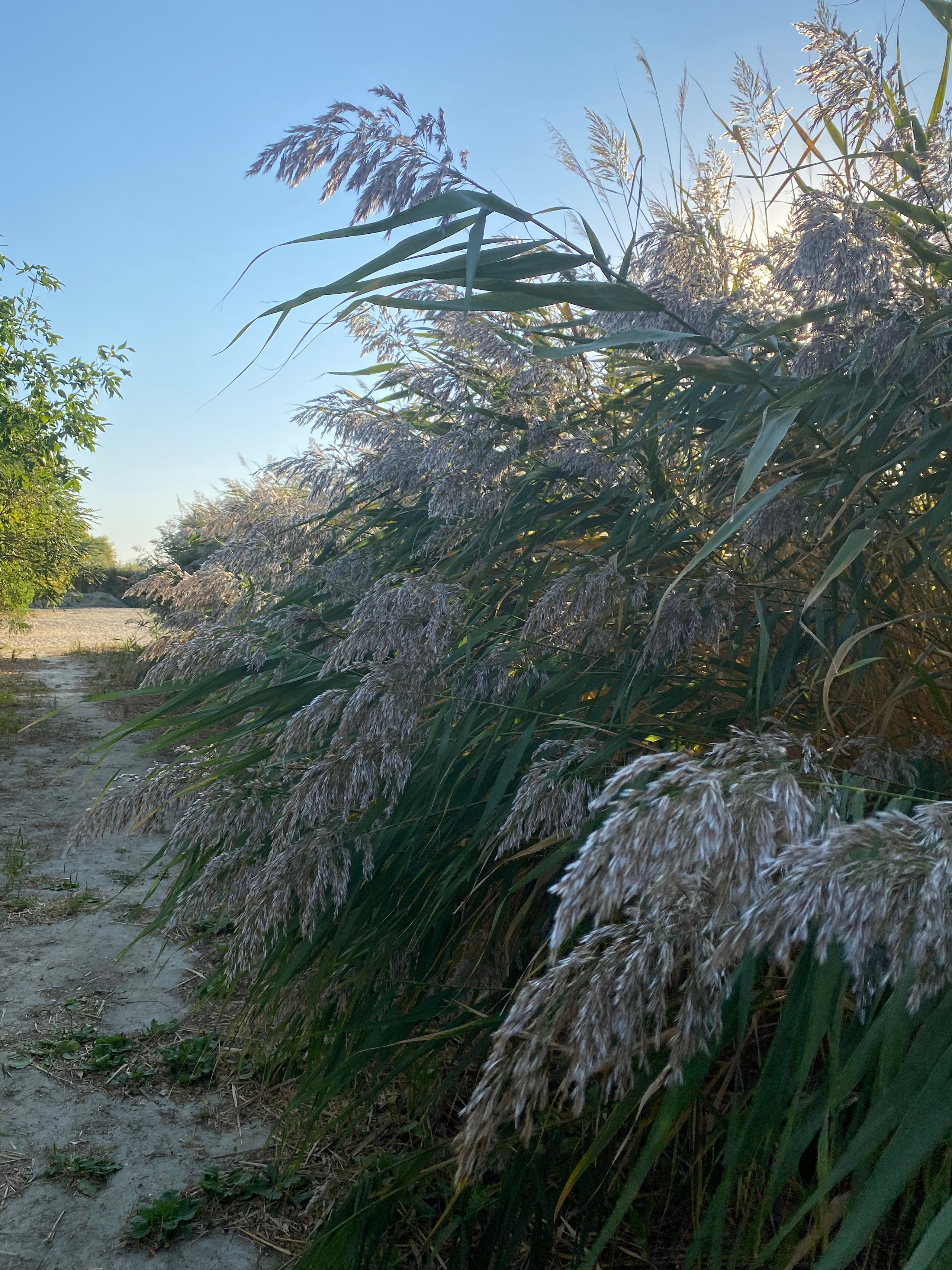 АбунаФест, Камышовый Рай — 20. Своя Мастерская