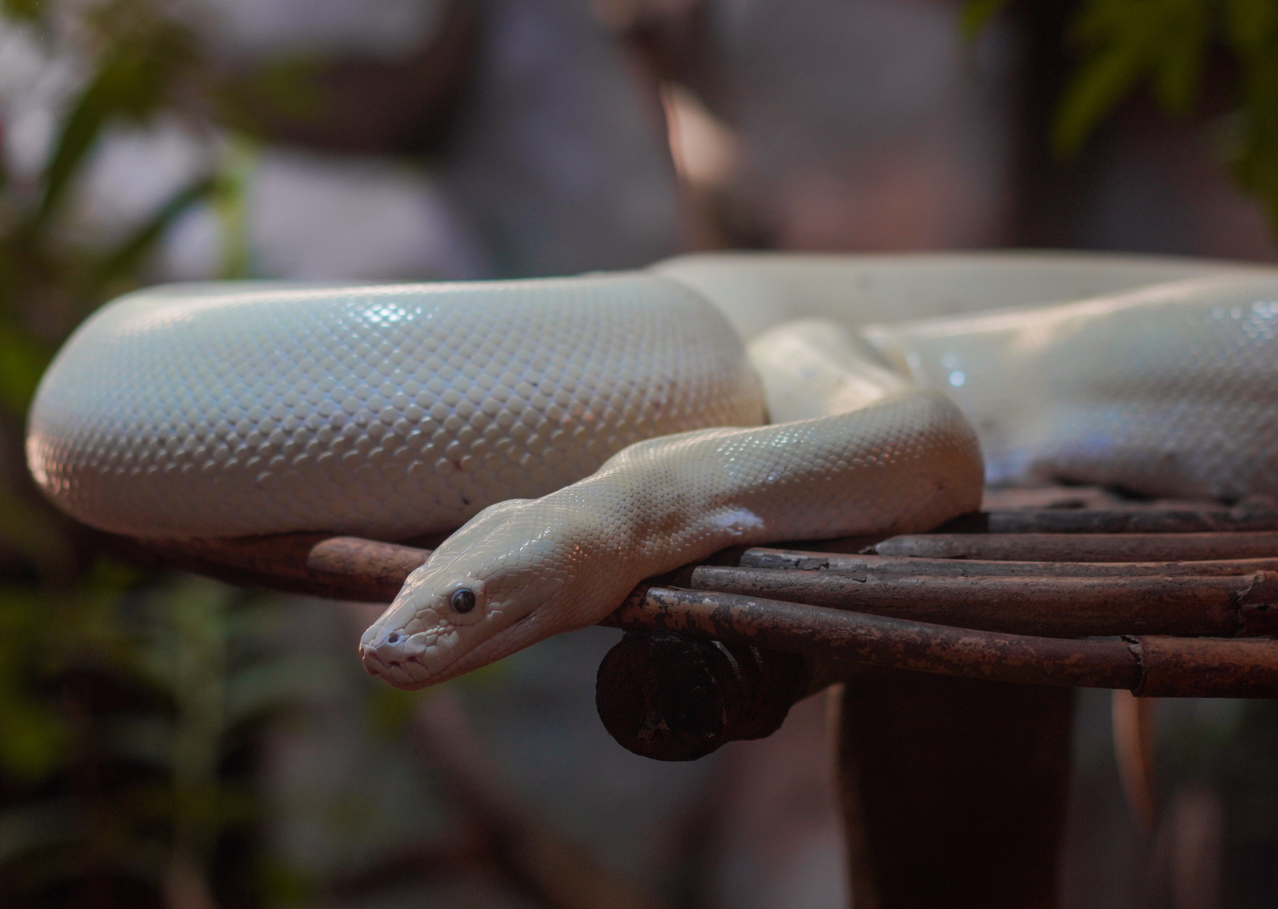 Остров Фукуок, Вьетнам. Фотограф Сергей Кишкель Дананг Нячанг Фукуок